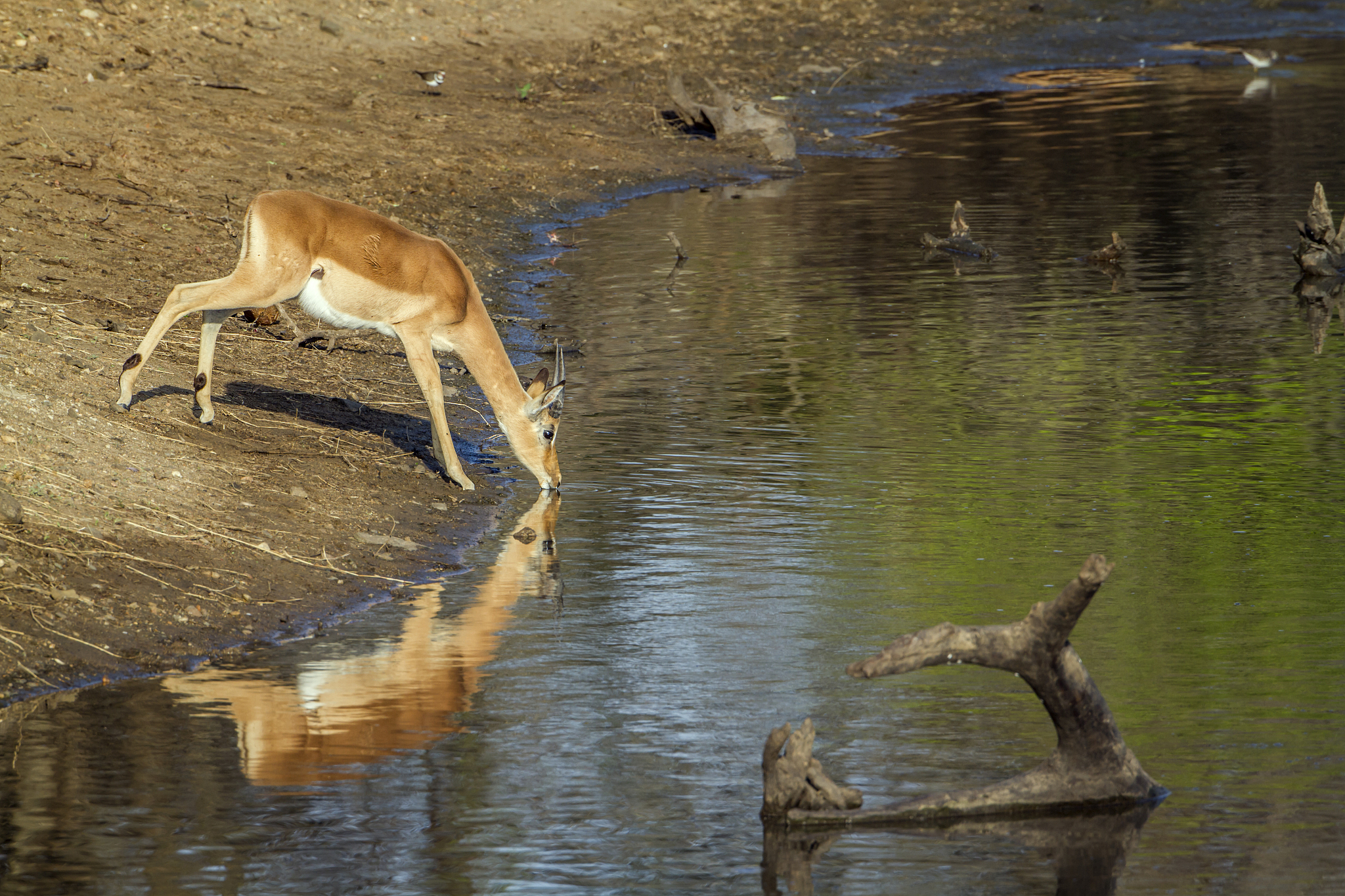 impala in kruger national park