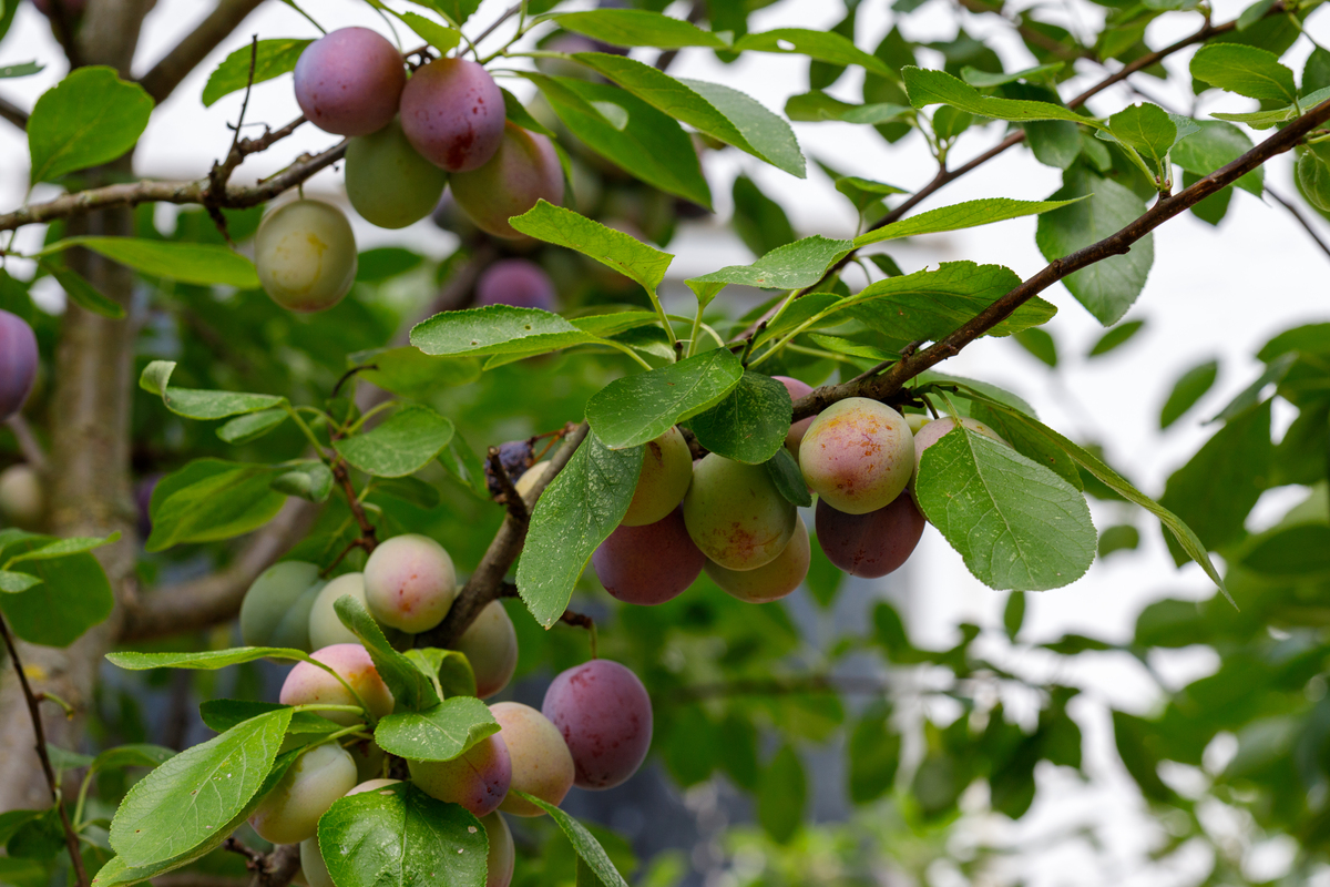 脱骨李最佳采摘时间：几月份最甜最好吃？