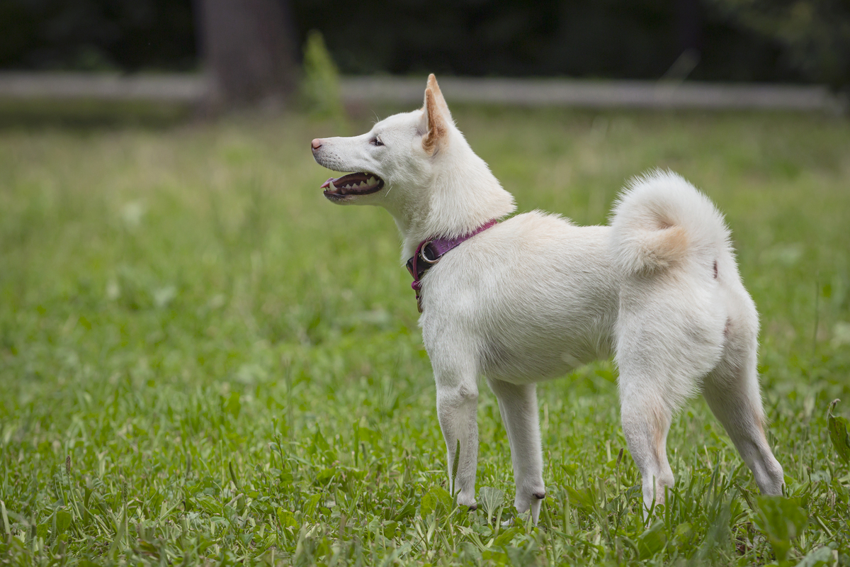 狗狗百科全书：从品种到心理健康，10个养狗必读指南