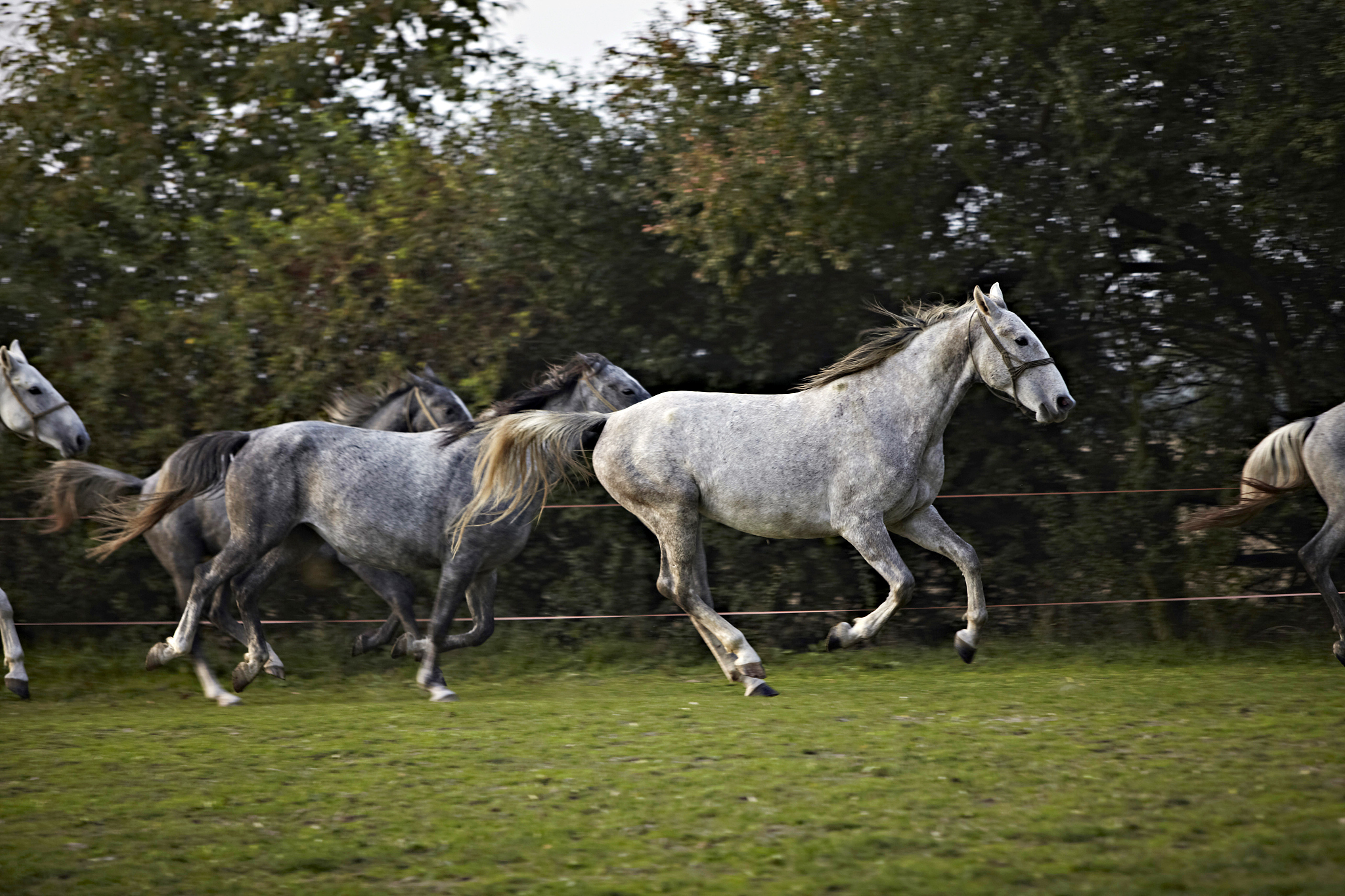 galloping horses, croatia, europe