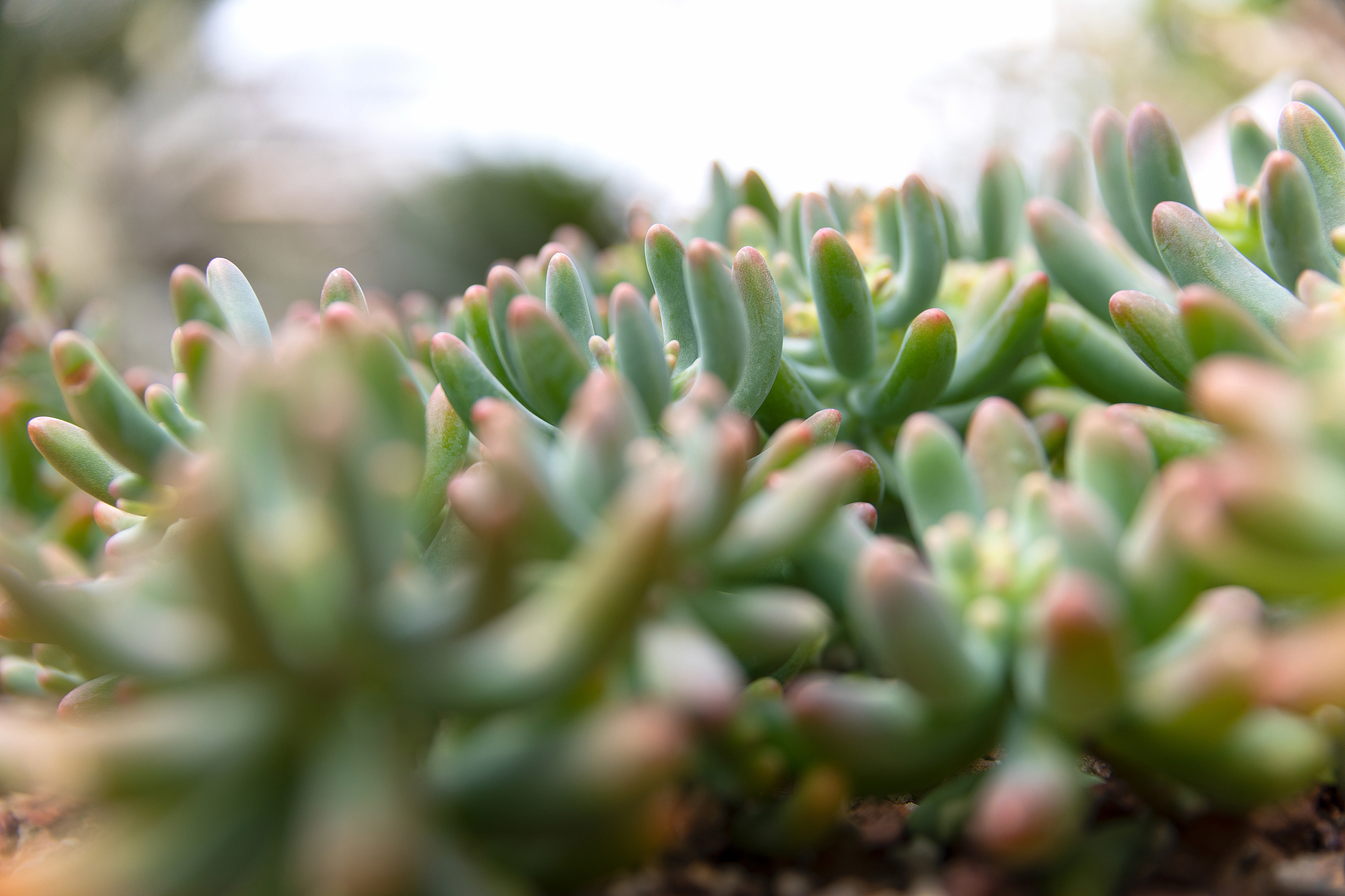 光合作用对植物生长发育影响