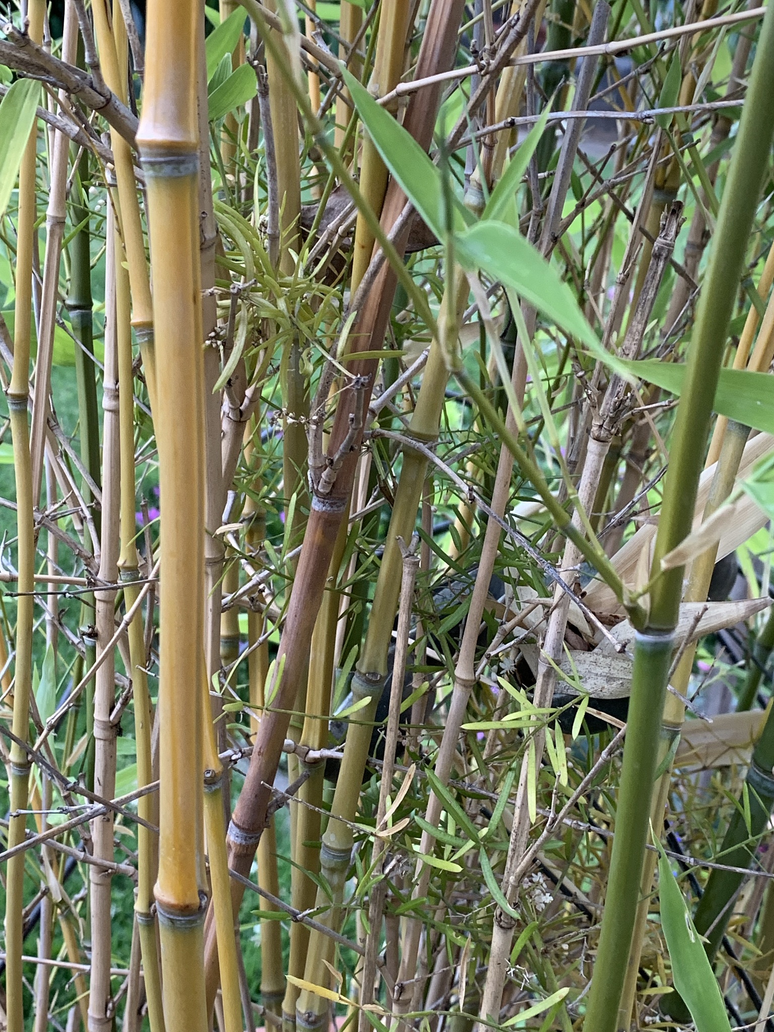 bamboo