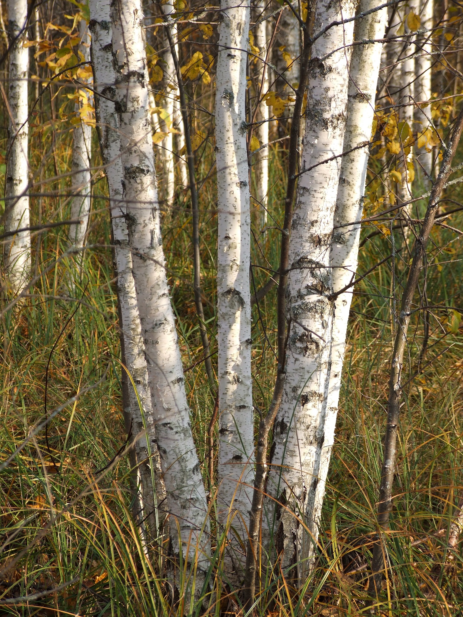 树木学实习心得：2000字深度解析