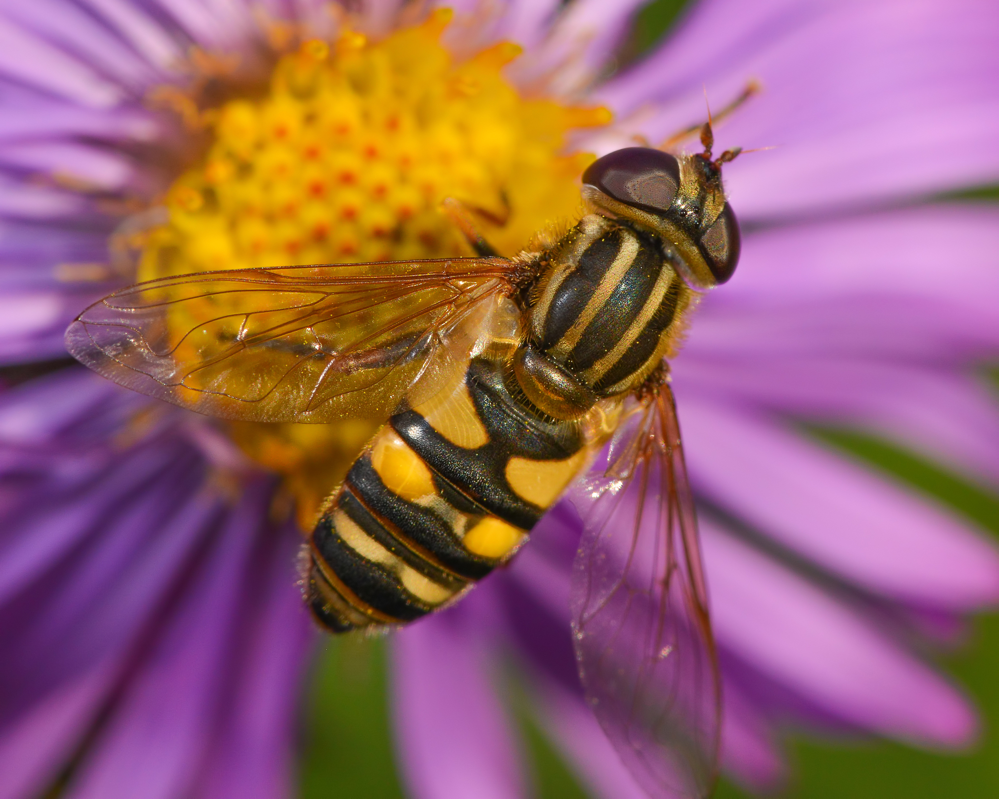 水稻昆虫群落多样性分析方法及指标