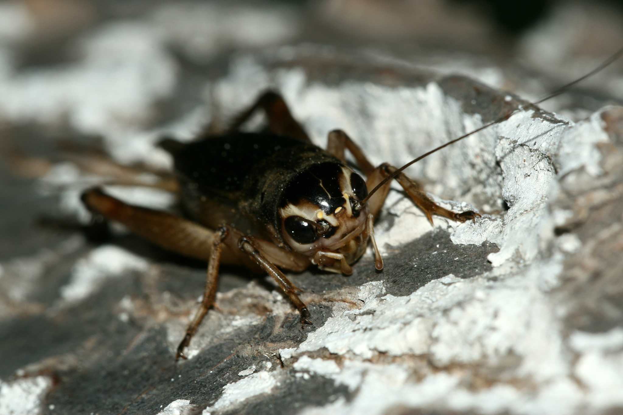 搬运蟋蟀致歉信：深刻反思，承诺不再犯错