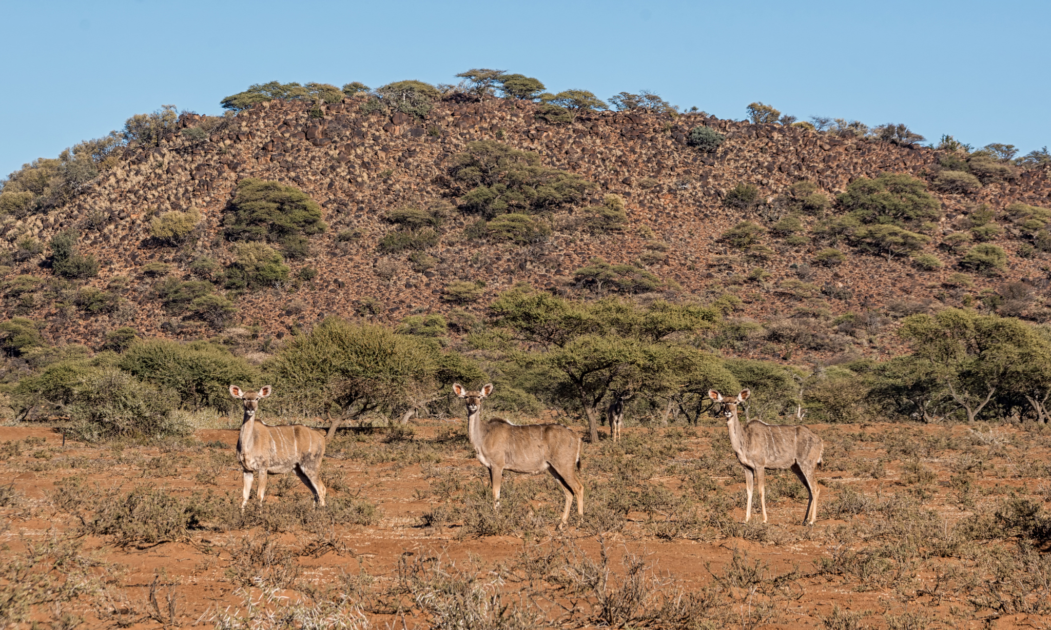 kudu family group