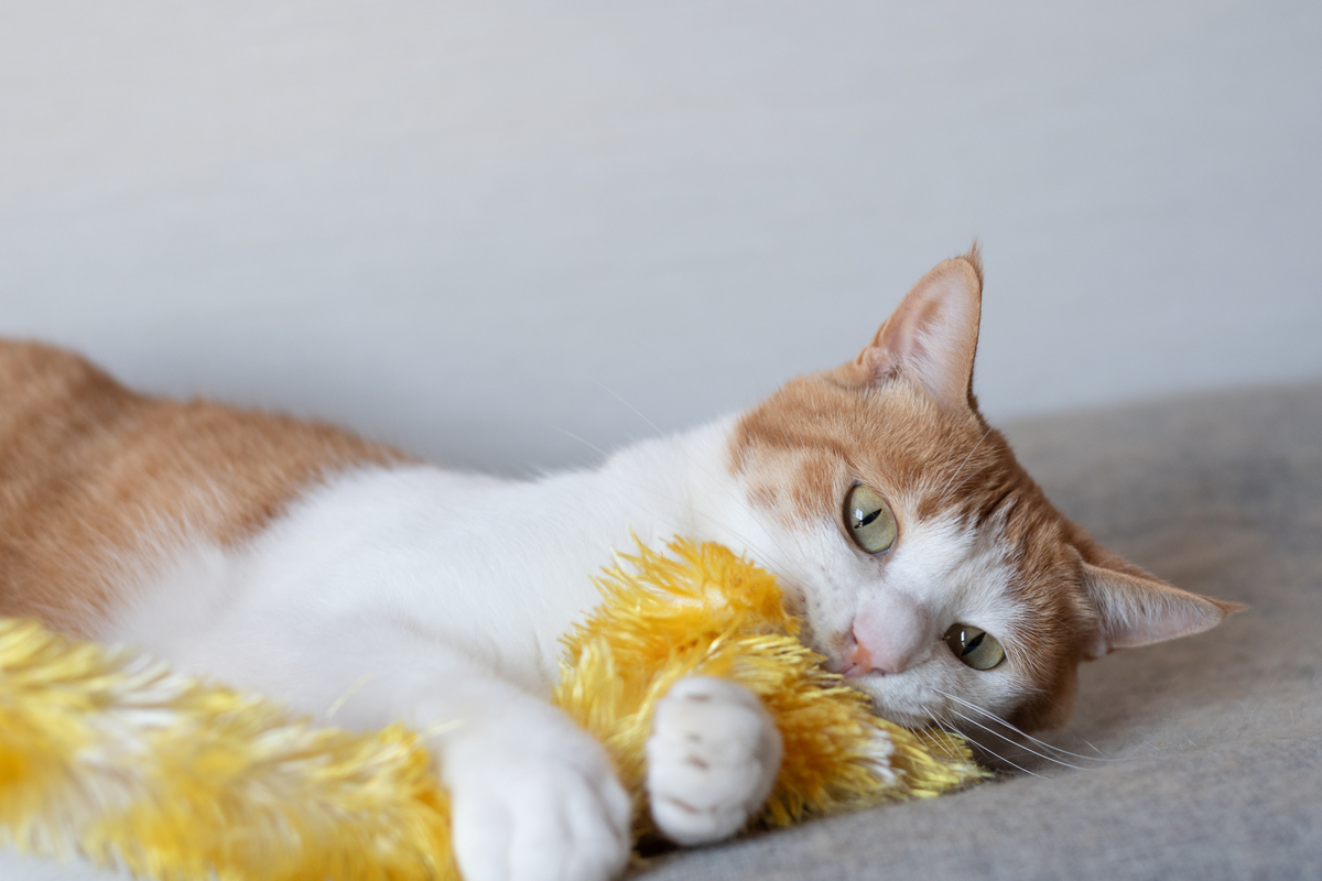 我是猫：一只爱玩爱闹的猫咪的生活