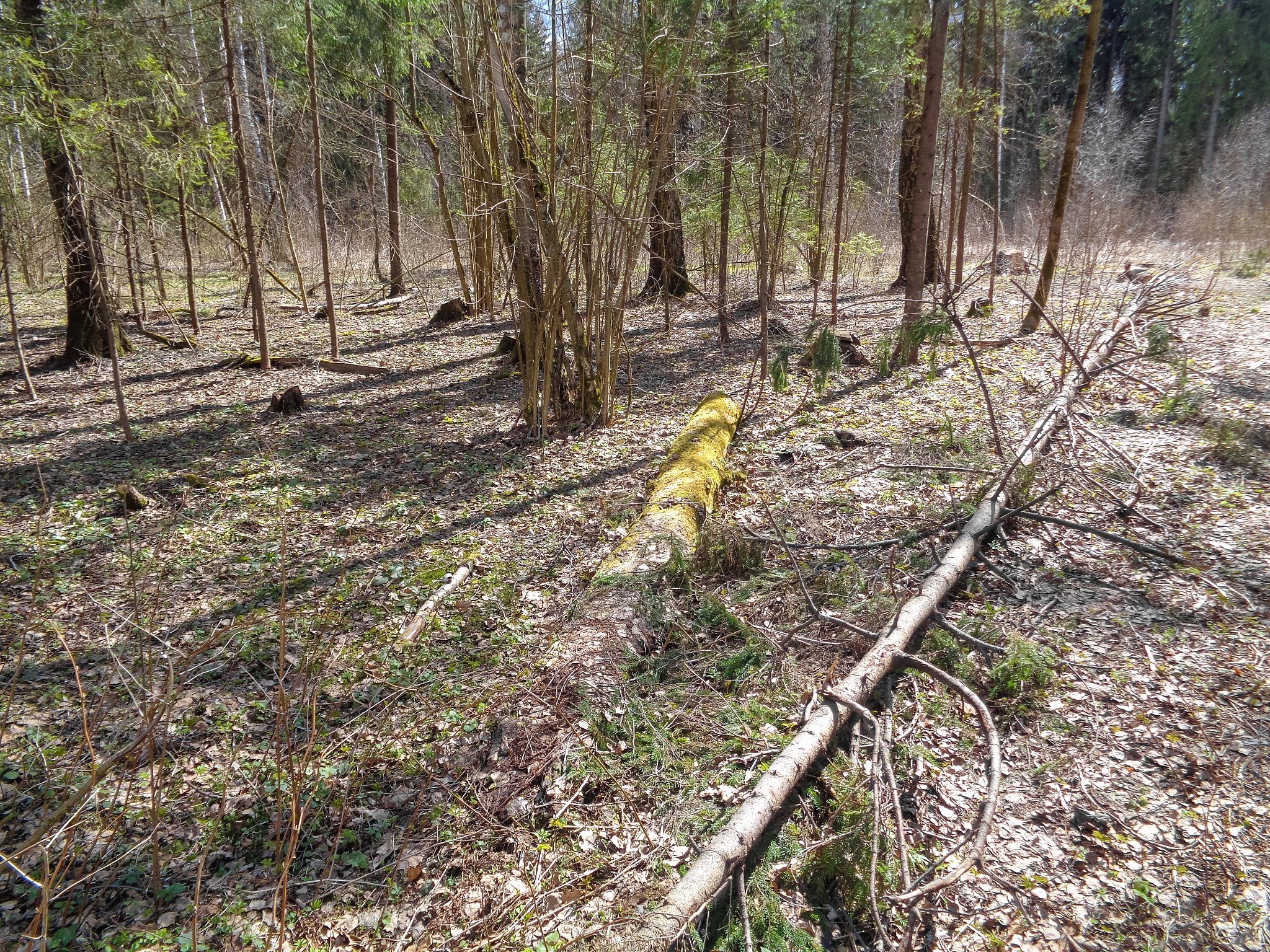 林业害虫问题：危害与挑战