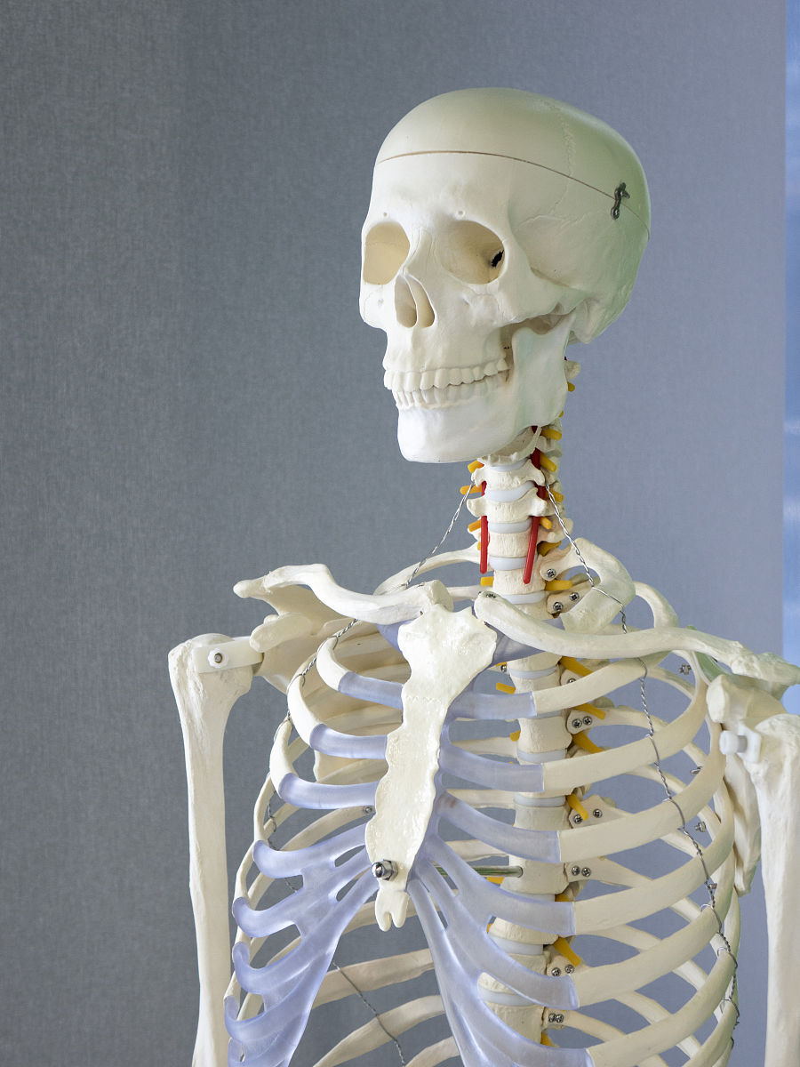 人体不规则骨：类型、功能和位置