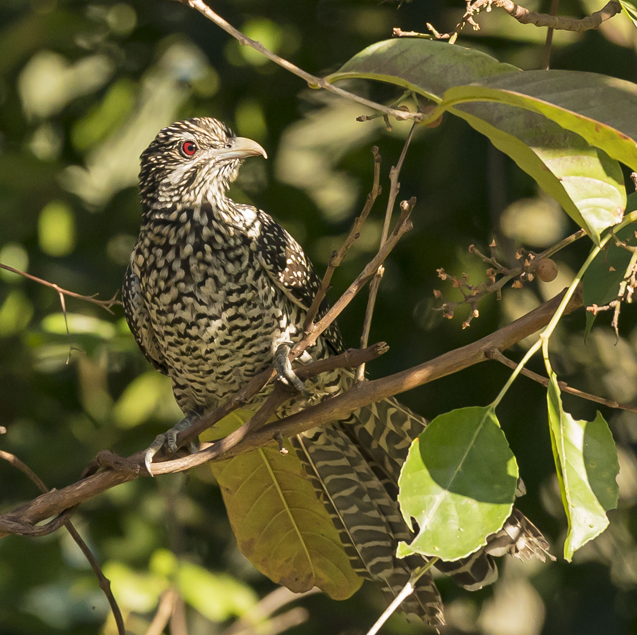 使用1000字描述《穷查理宝典》第八章内容并结合近代打工人作例子进行讲述。