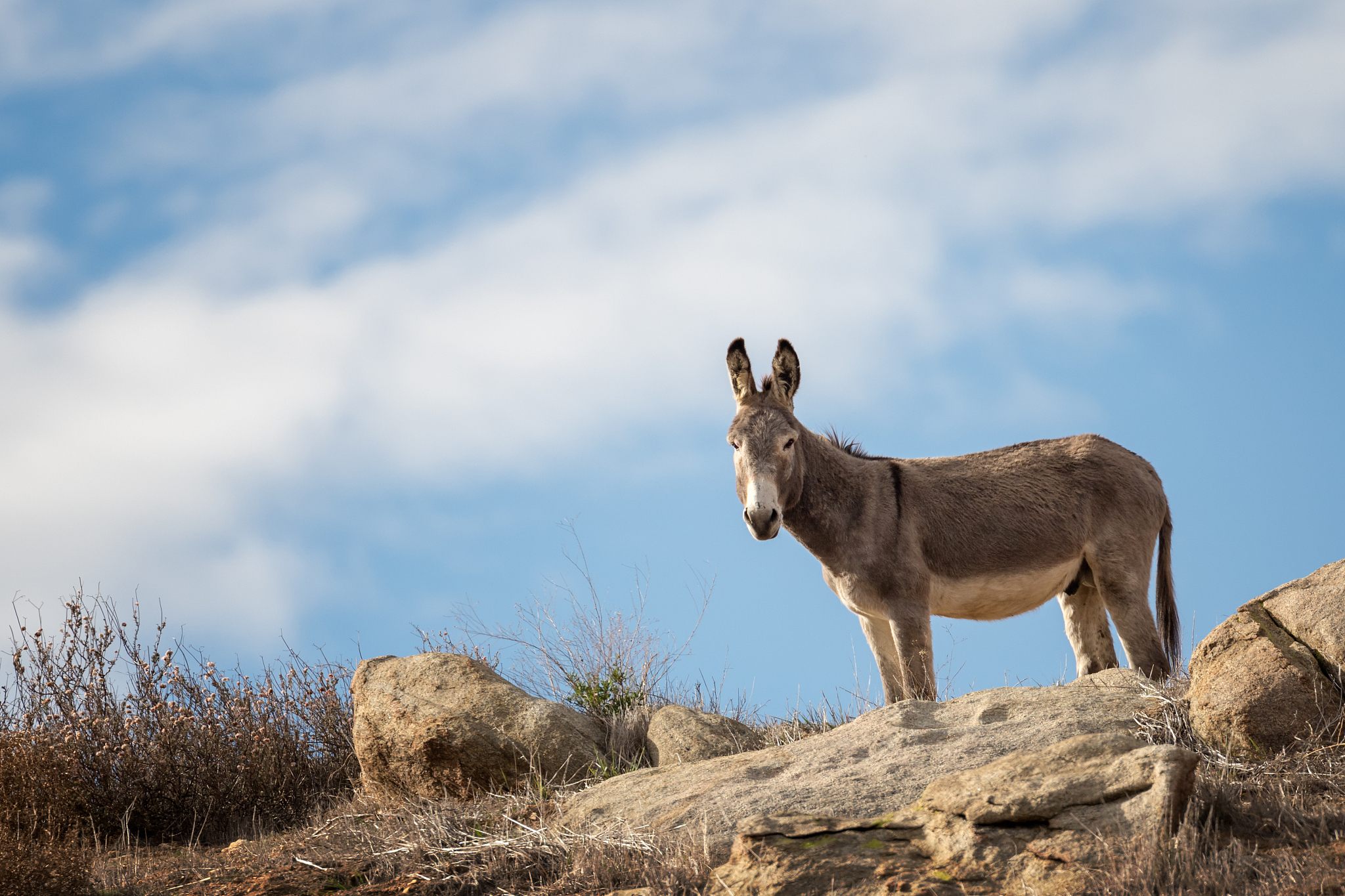 沙漠里的骷髅：一个无害的笑话