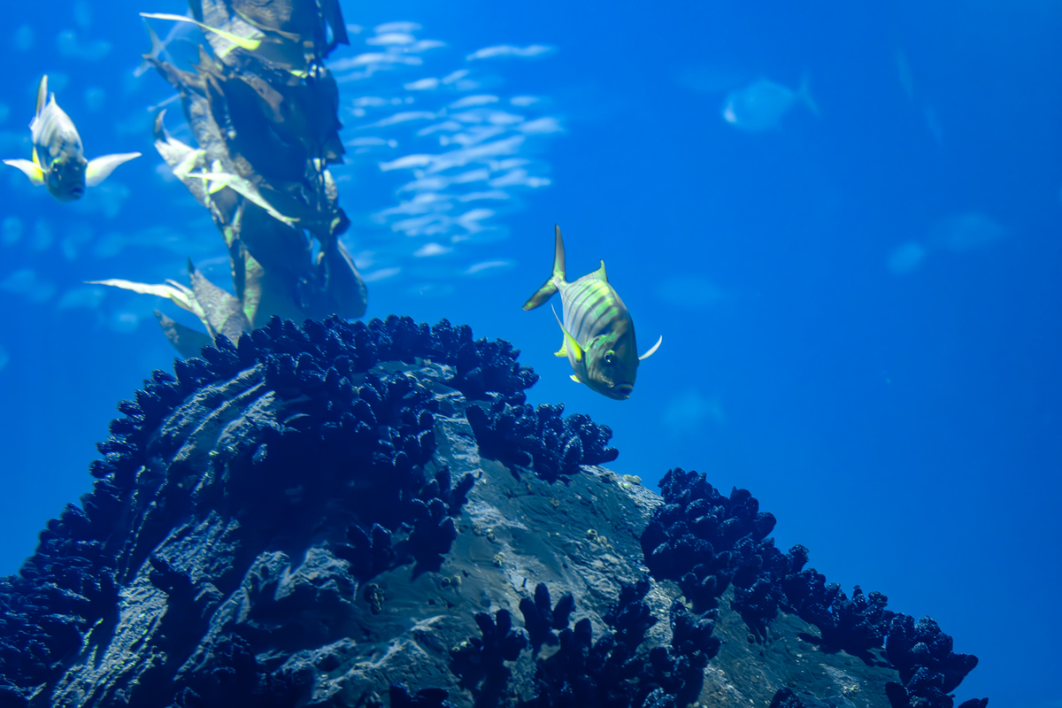 2023年海洋资源与环境专业就业方向及前景