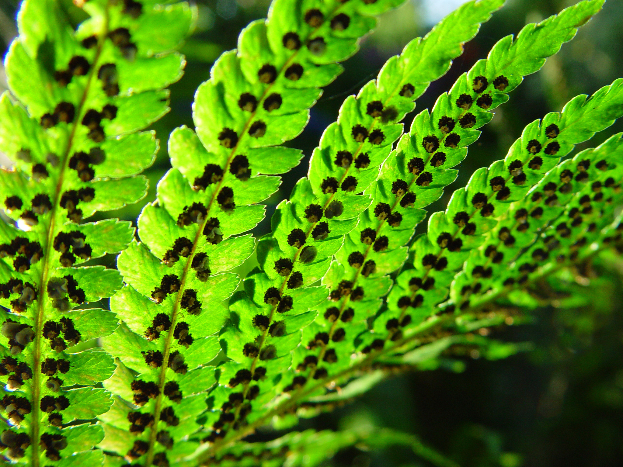 裸子植物的主要特征概述