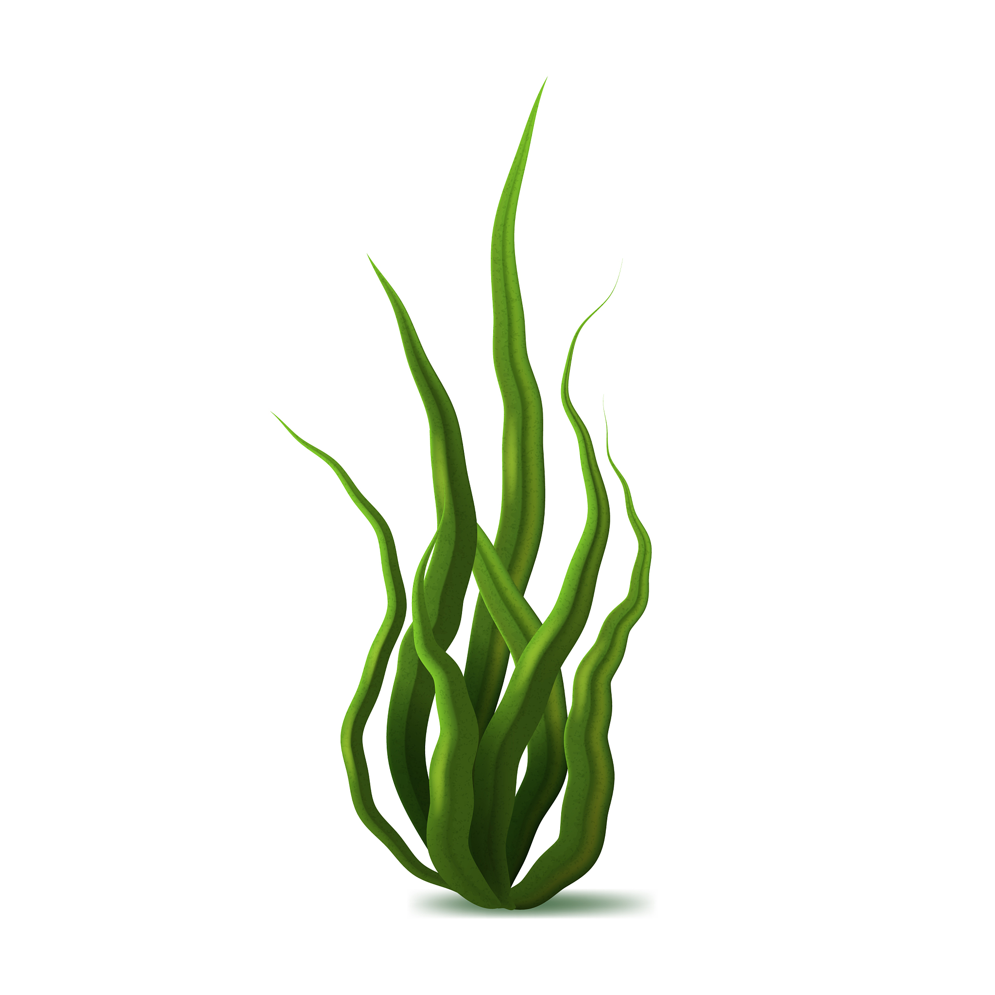 realistic detailed 3d green spirulina seaweed