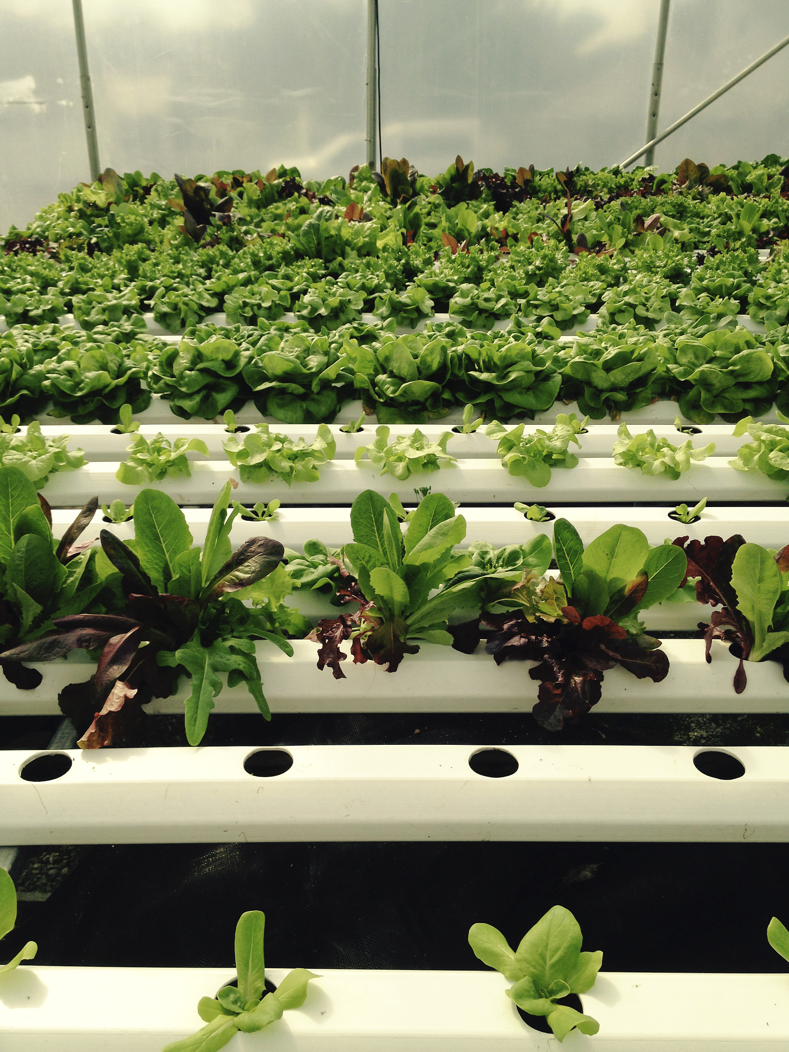 轻松种菜！无土栽培水培蔬菜技术大揭秘