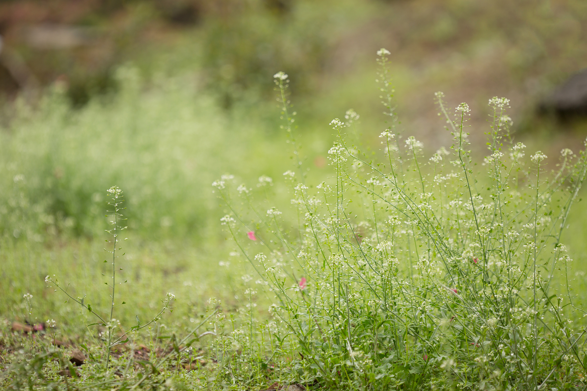 草绿花开还是花开草绿？两种表达的含义解析