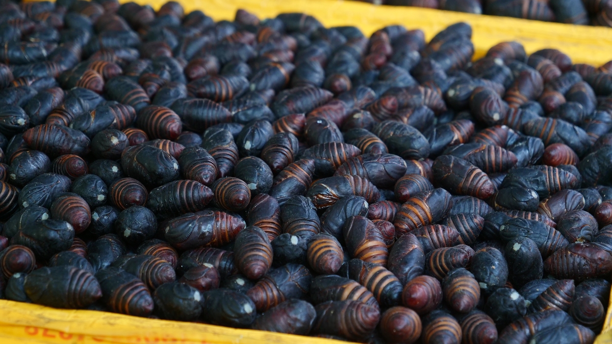 中国航空区东北区：开阔地形，航空交通重要枢纽