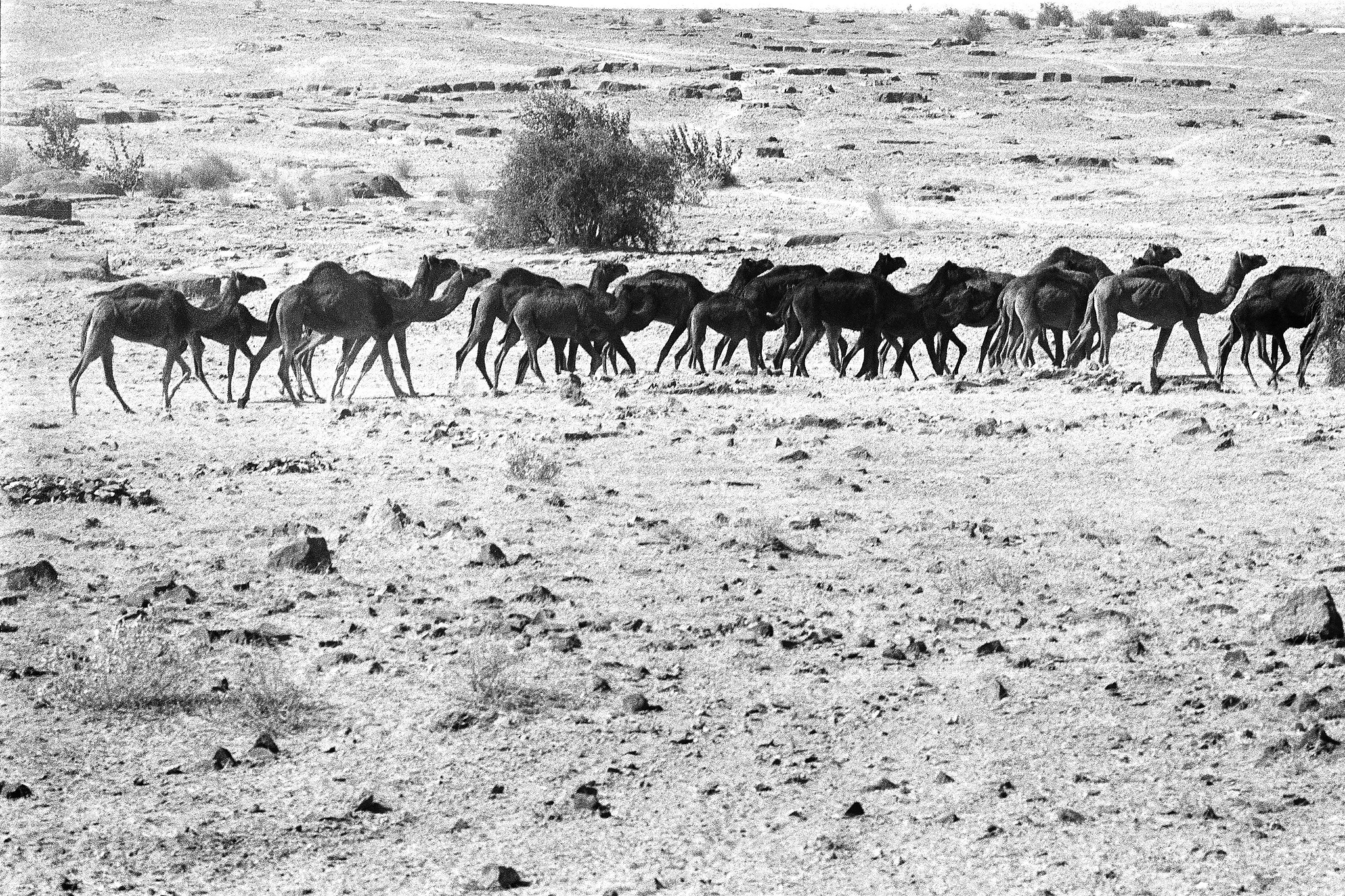 以 世界历史上的大迁徙和民族迁移为题写一篇1200字文章