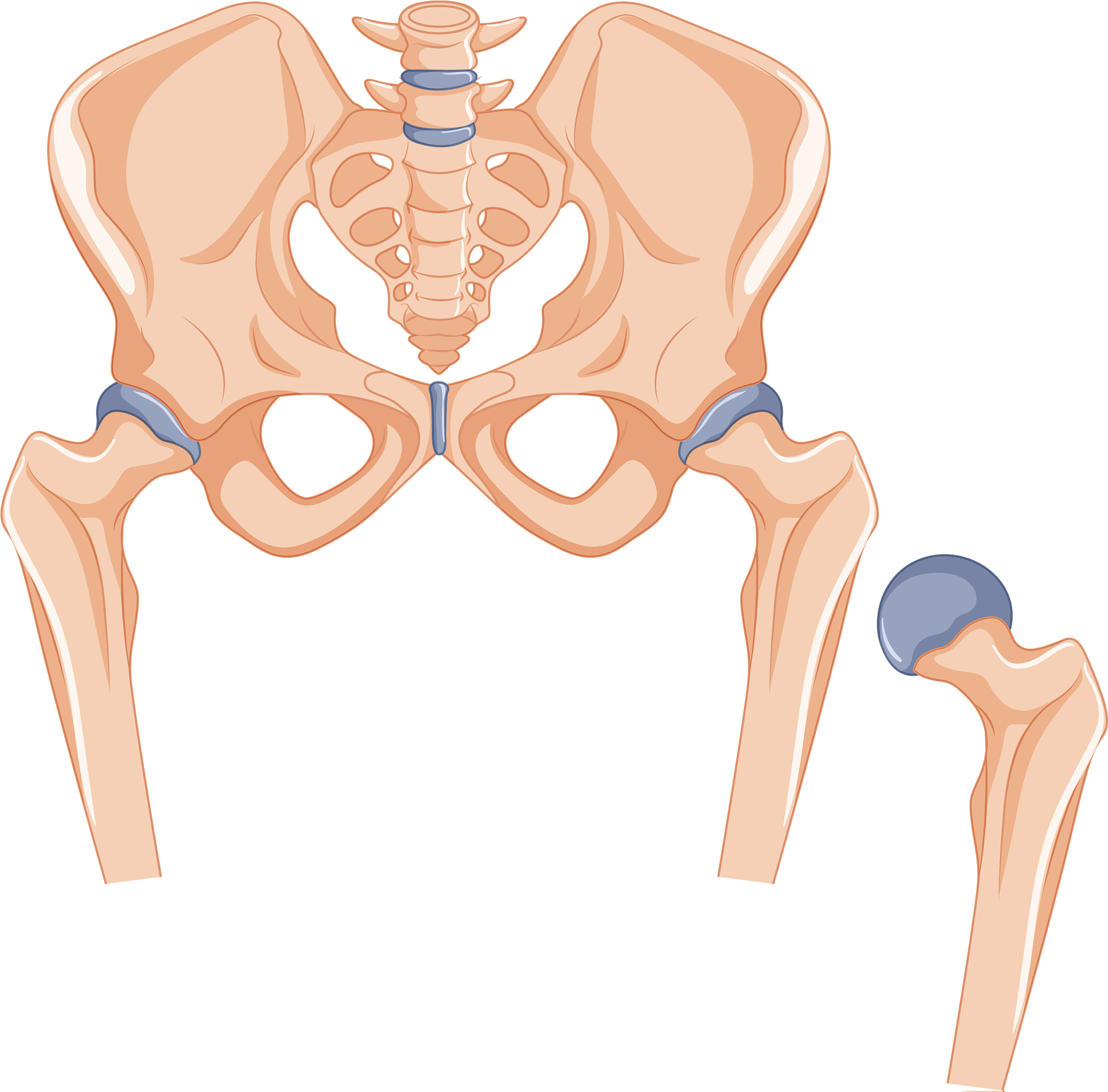 中间髋关节：结构、功能及运动范围