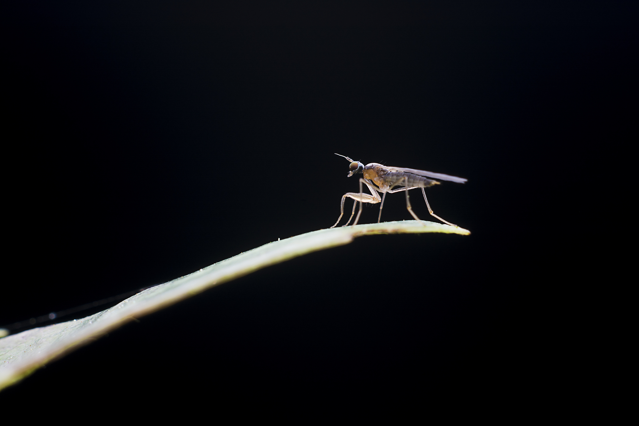 JOURNAL OF PEST SCIENCE期刊研究范围及最新发表文章 - SEO优化