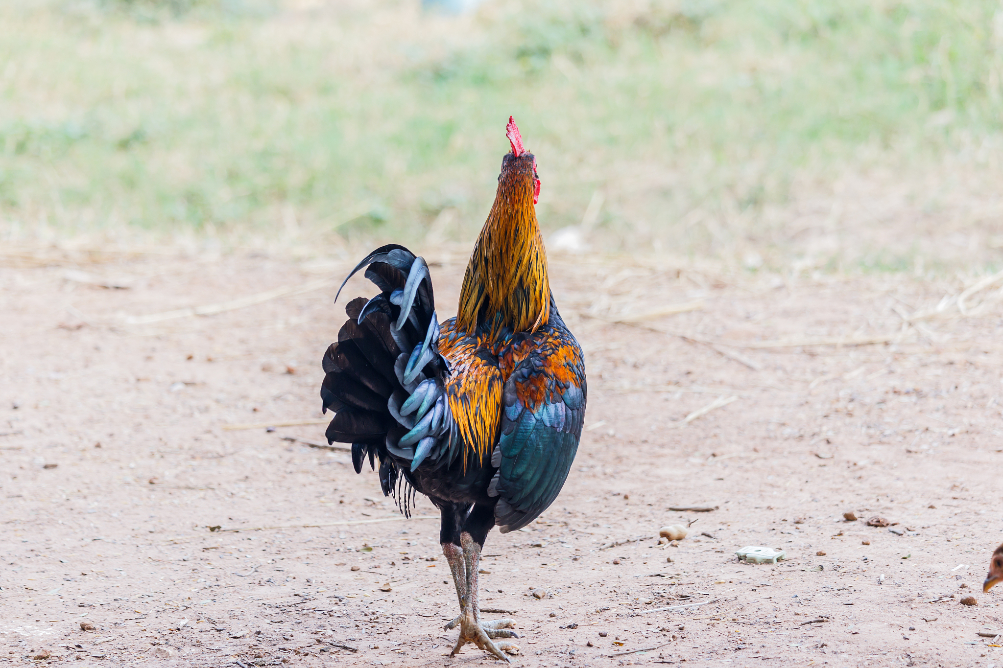 rooster (male chicken) on a nature background
