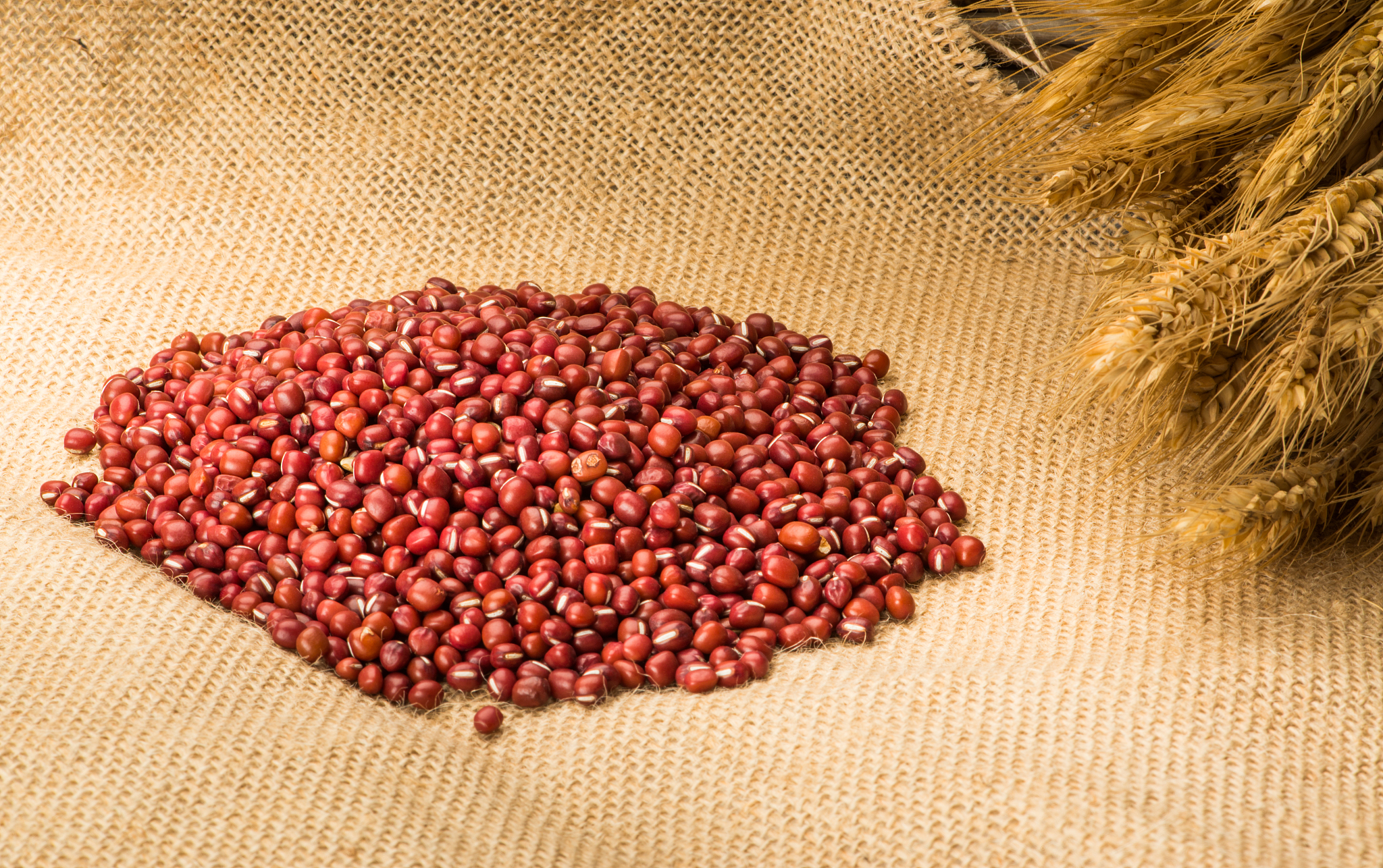 种十八豆一窝留几颗帮我用210字详细描述