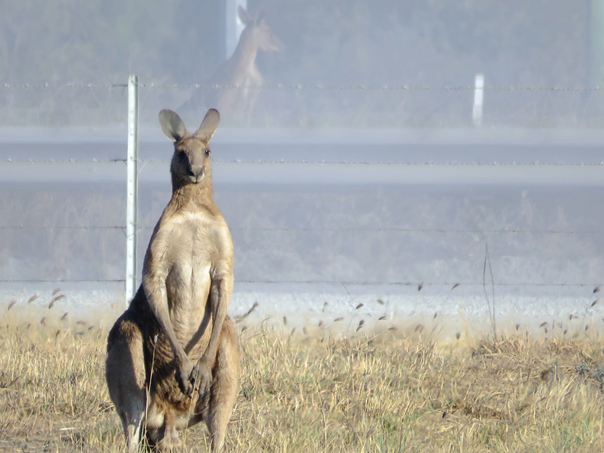 地球上第一种哺乳动物的秘密：袋鼠的强壮后腿