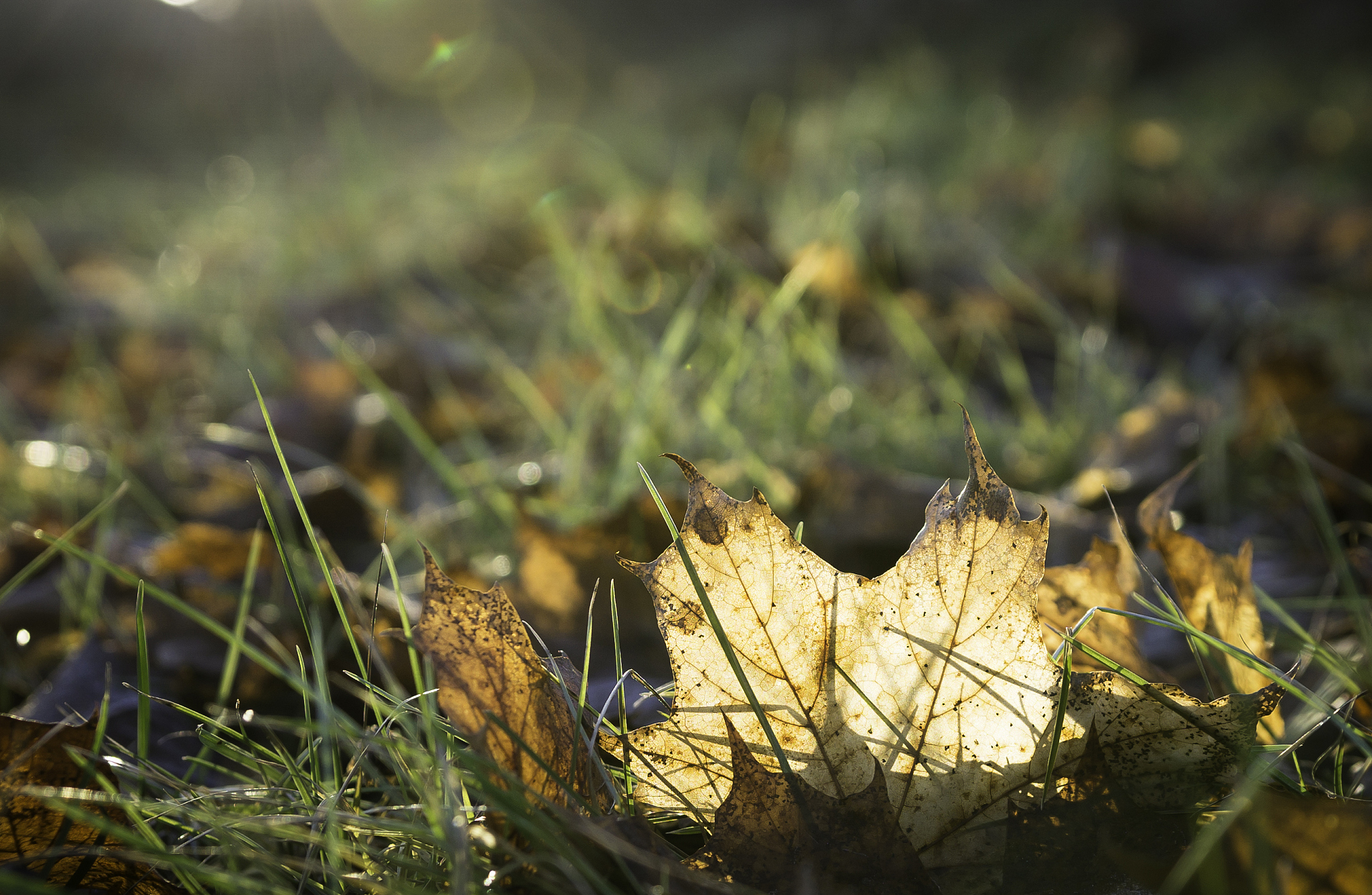 写一首关于秋雨色的散文诗关键词：秋天天凉暑气绵雾字数400字