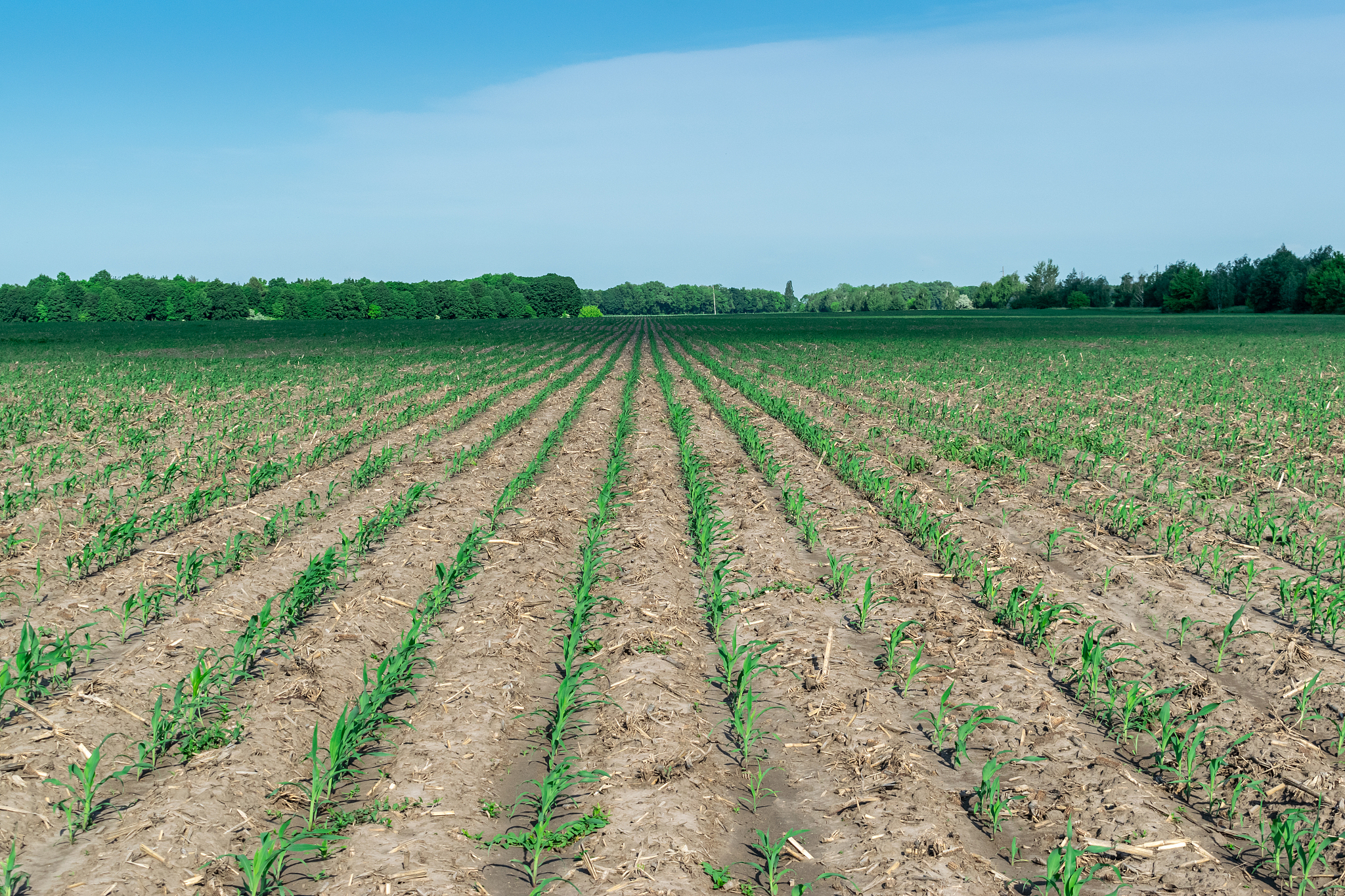 润色语句：图5为覆膜MD裸地LD条件不同施氮量下夏玉米地上部干物质积累动态。图5研究表明同一施氮水平下全生育期夏玉米地上部干物质累积量随着生育进程推进呈逐渐增加趋势且MD处理平均生物量较LD处理高出1850。在灌浆期到成熟期MD-N4处理的干物质累积增量明显小于N2、N3和CK处理LD-N4处理的干物质累积增量与MD-N4处理趋势一致但LD-N4处理干物质累积增量比MD-N4处理干物质累积增量多增