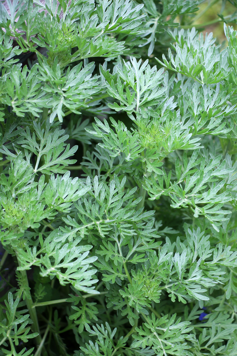 蒿子粑粑的营养功效