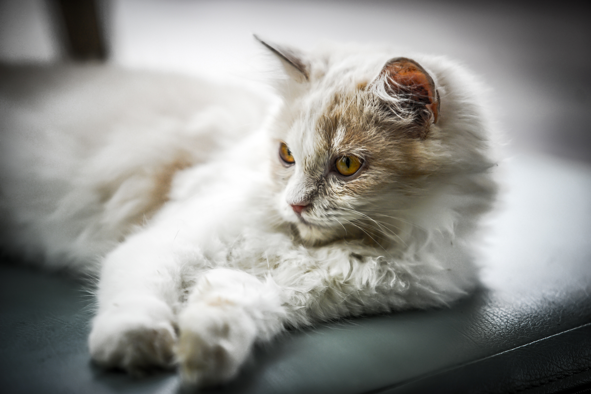 猫：可爱的宠物，神秘的生物