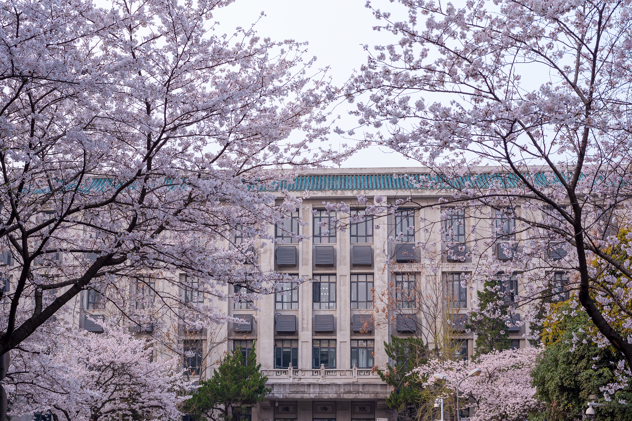 武汉大学樱花