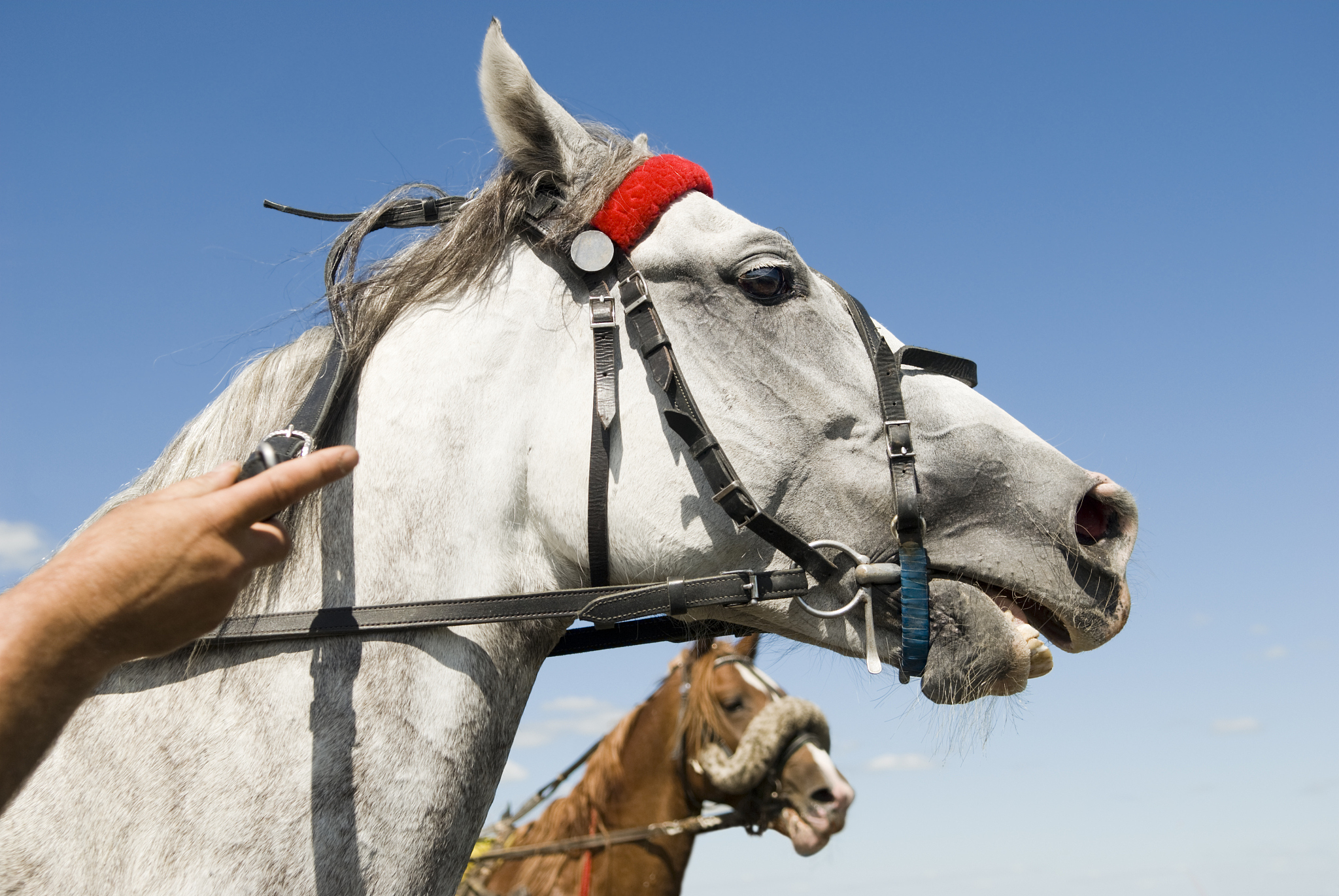 racehorses