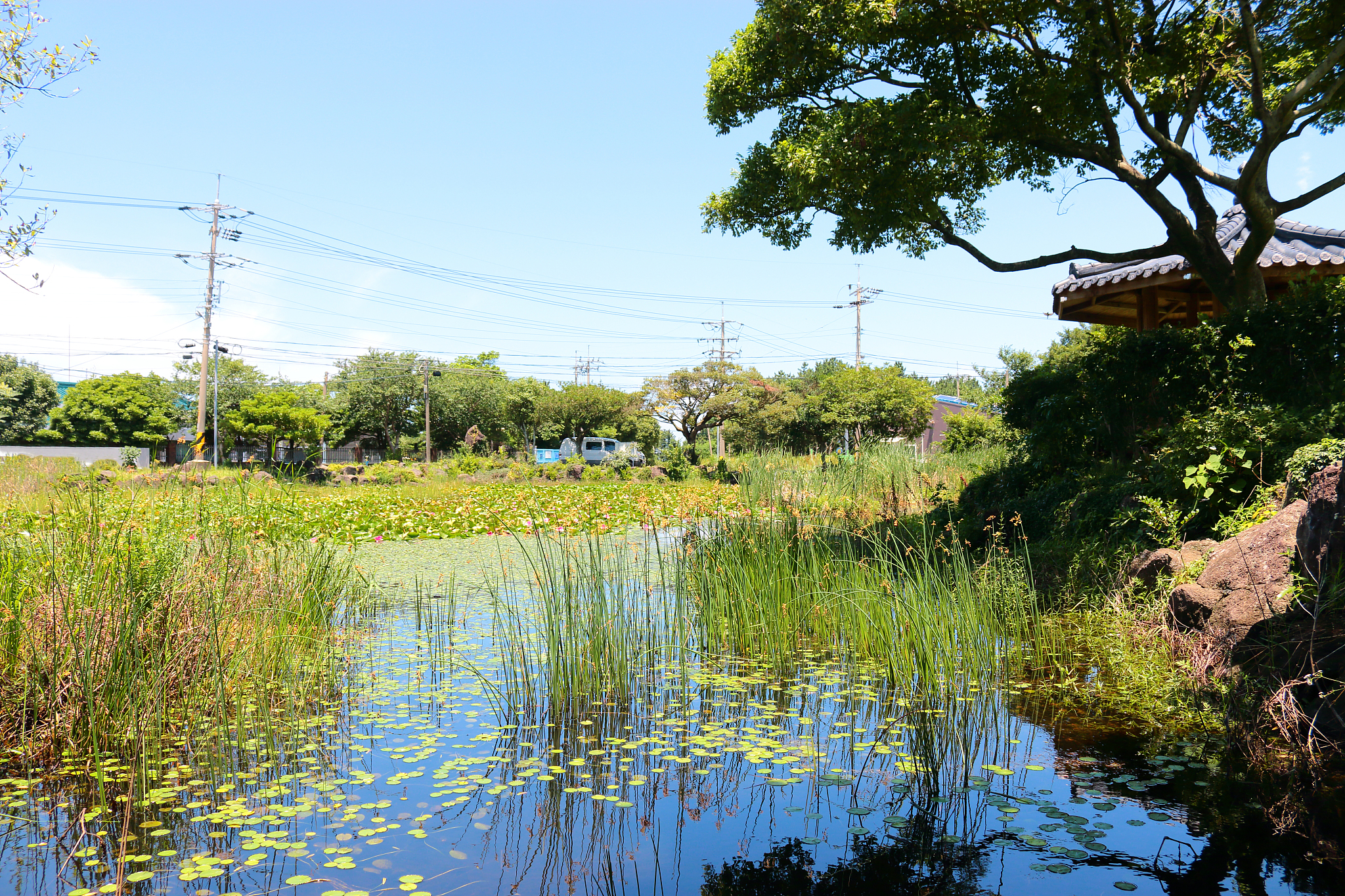 nail, pond, lotus, water lily,