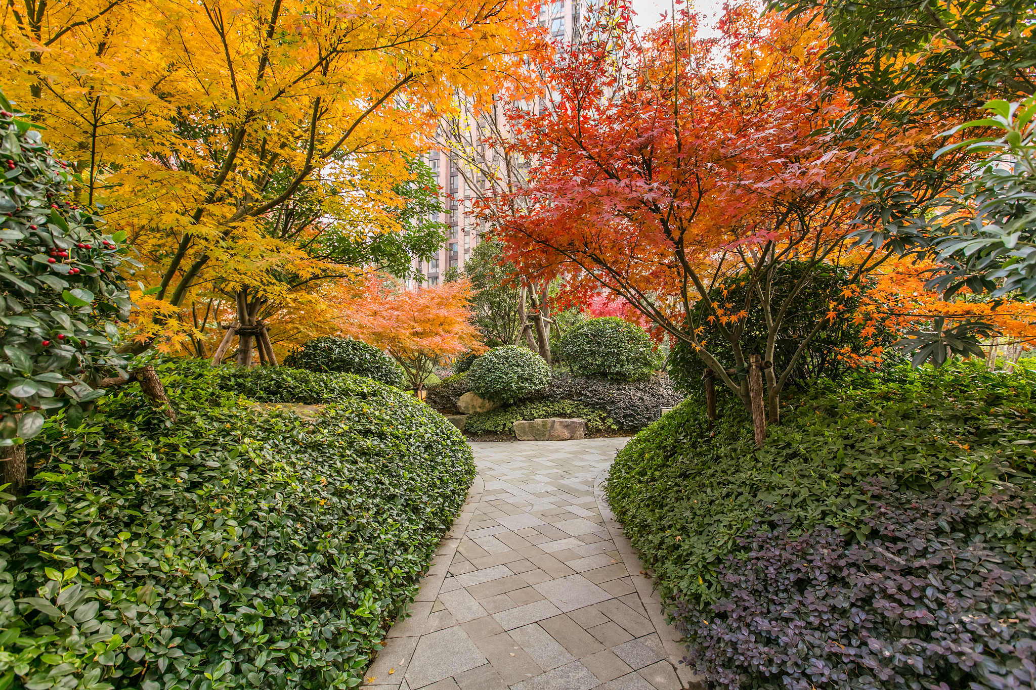 写一篇关于延安市园林彩叶植物应用模式中的孤植。