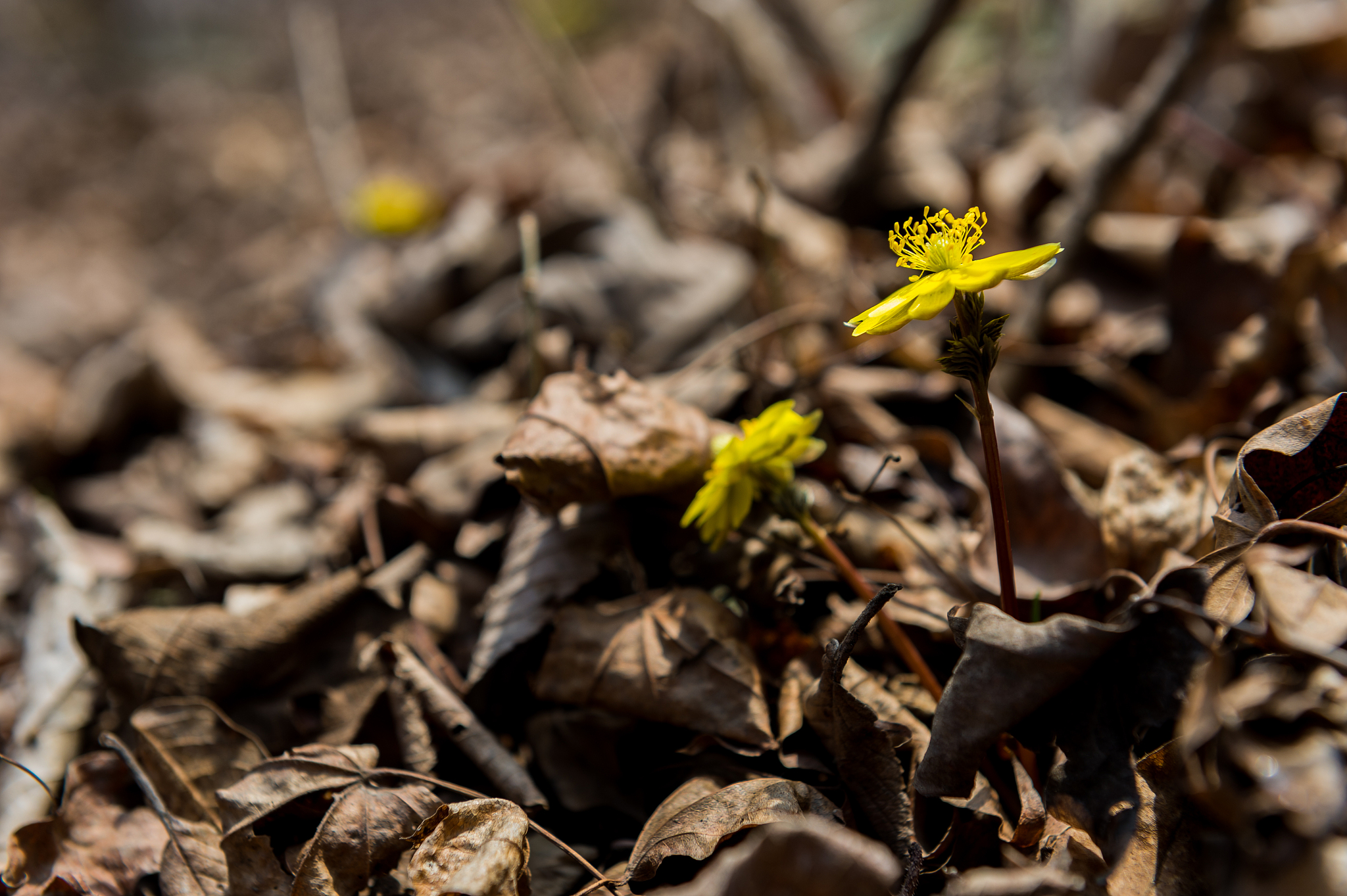 罕见对抗冬雪莲出招顺序