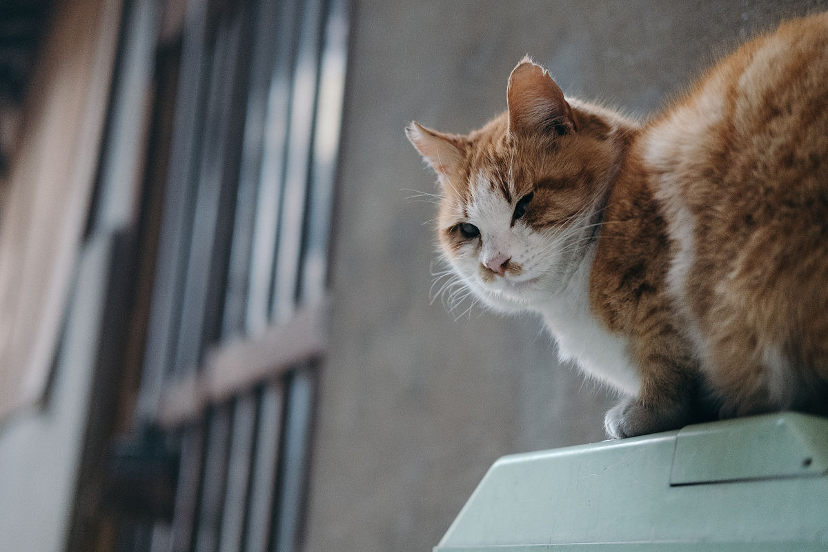 橘色虎斑猫在巷子里