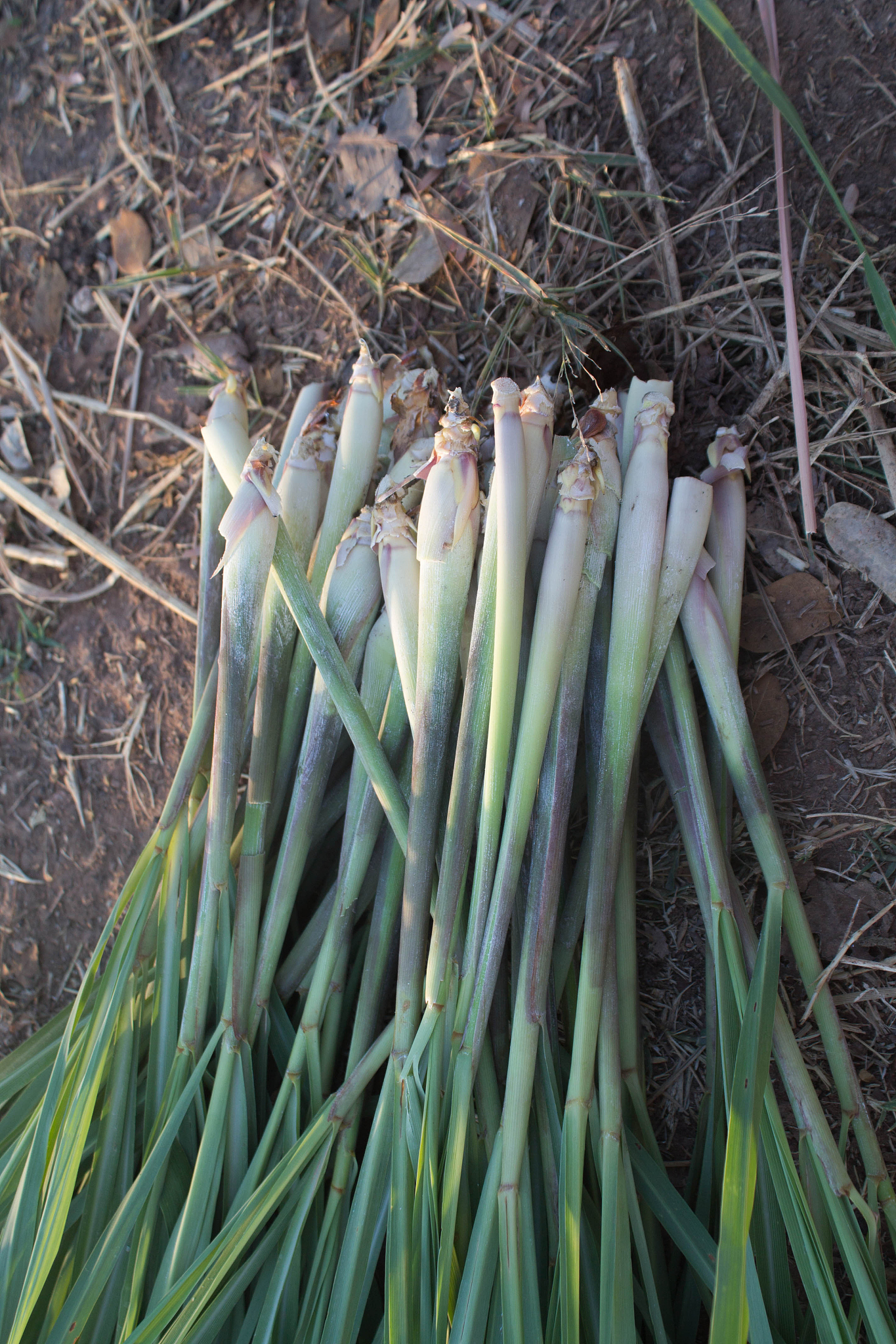 lemongrass