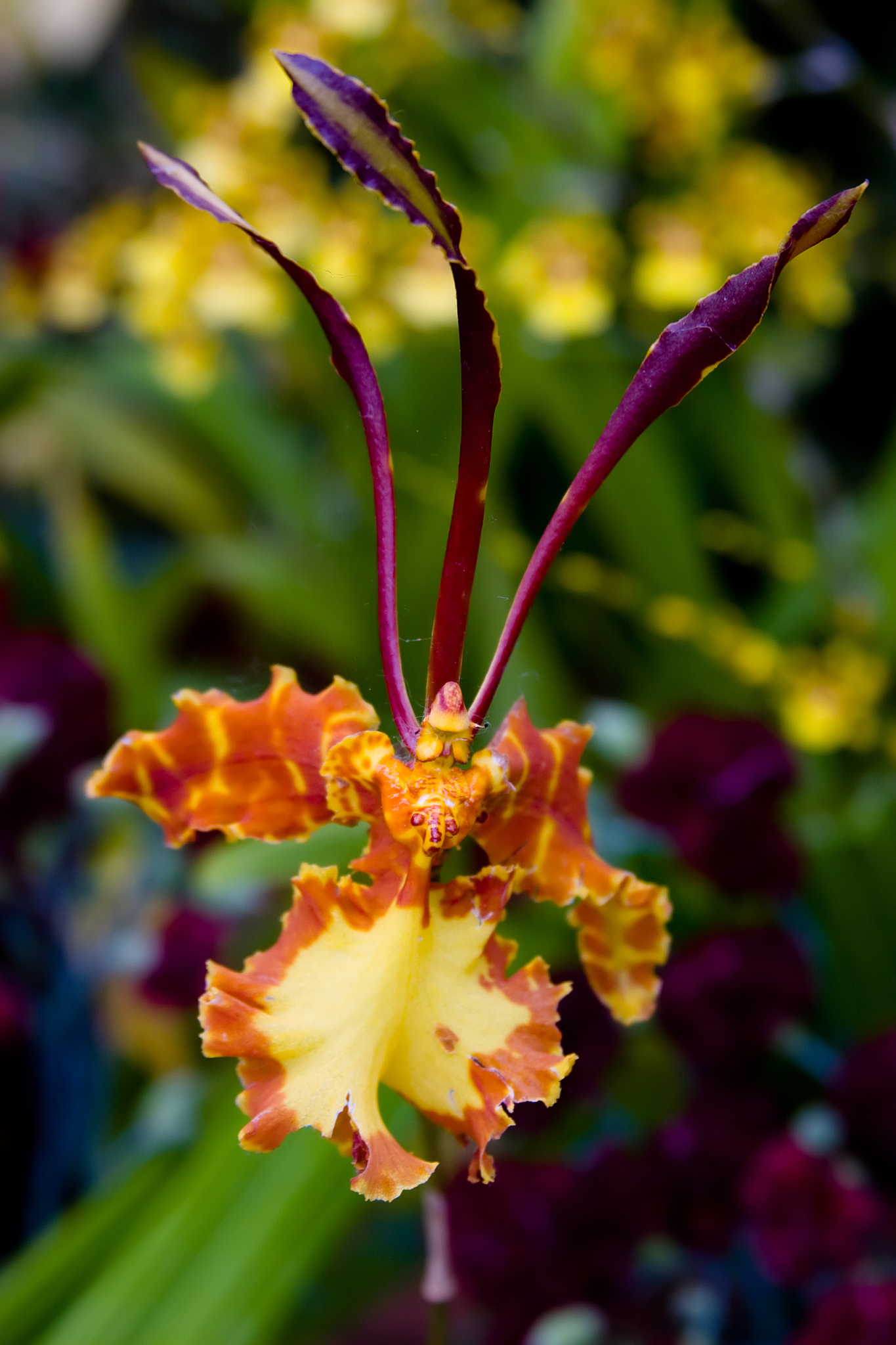 exotic orchid