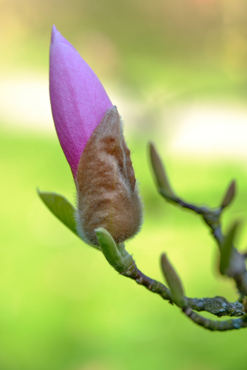 花骨朵摄影：捕捉含苞待放的美丽瞬间