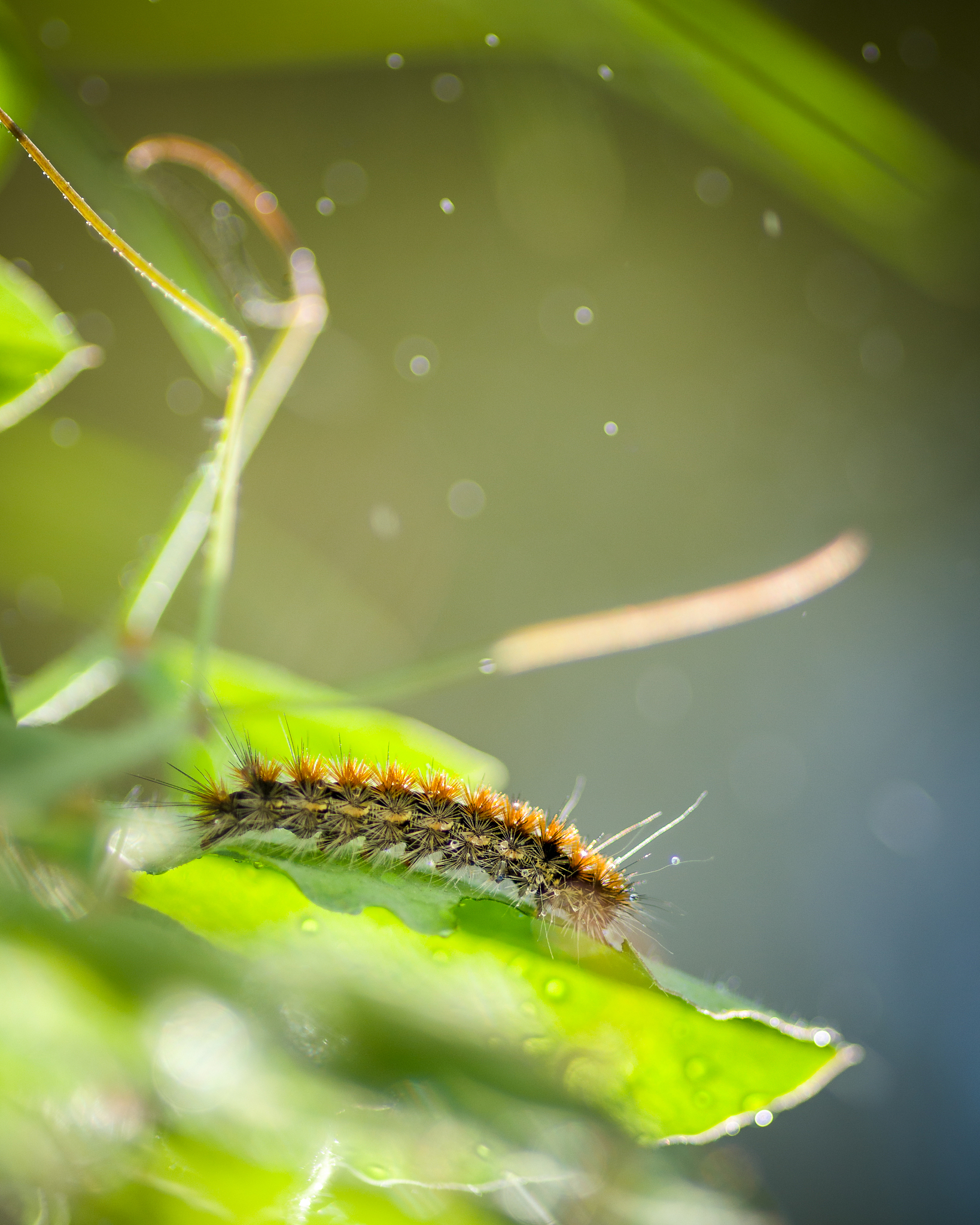小毛虫新奇的目光：探索自然，享受生命