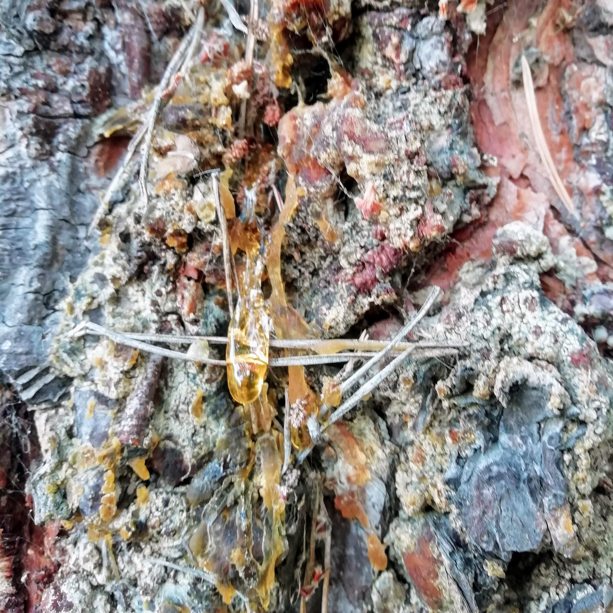 tree resin drop