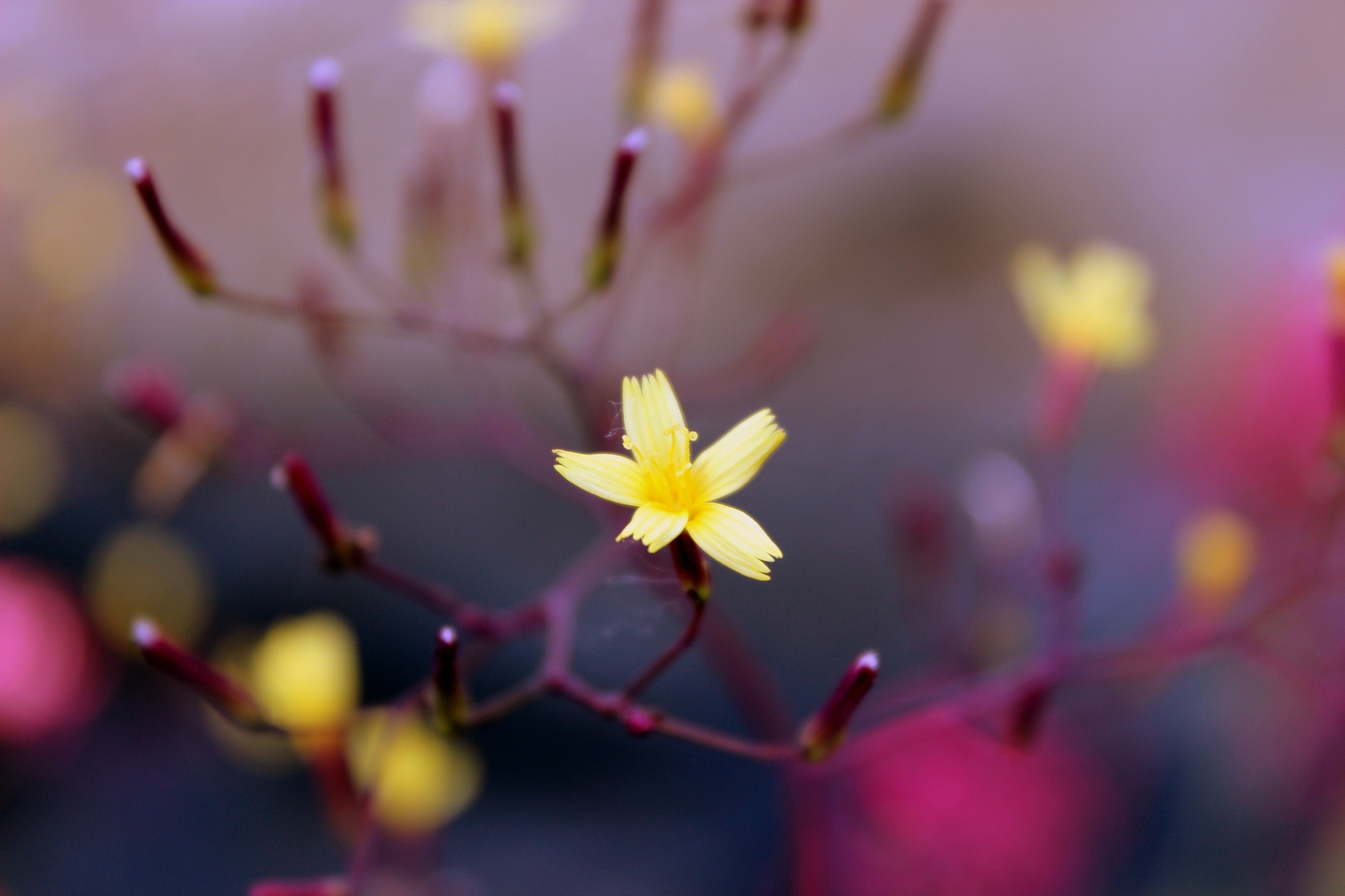 圣园未花：解读诗意词组的寓意与象征