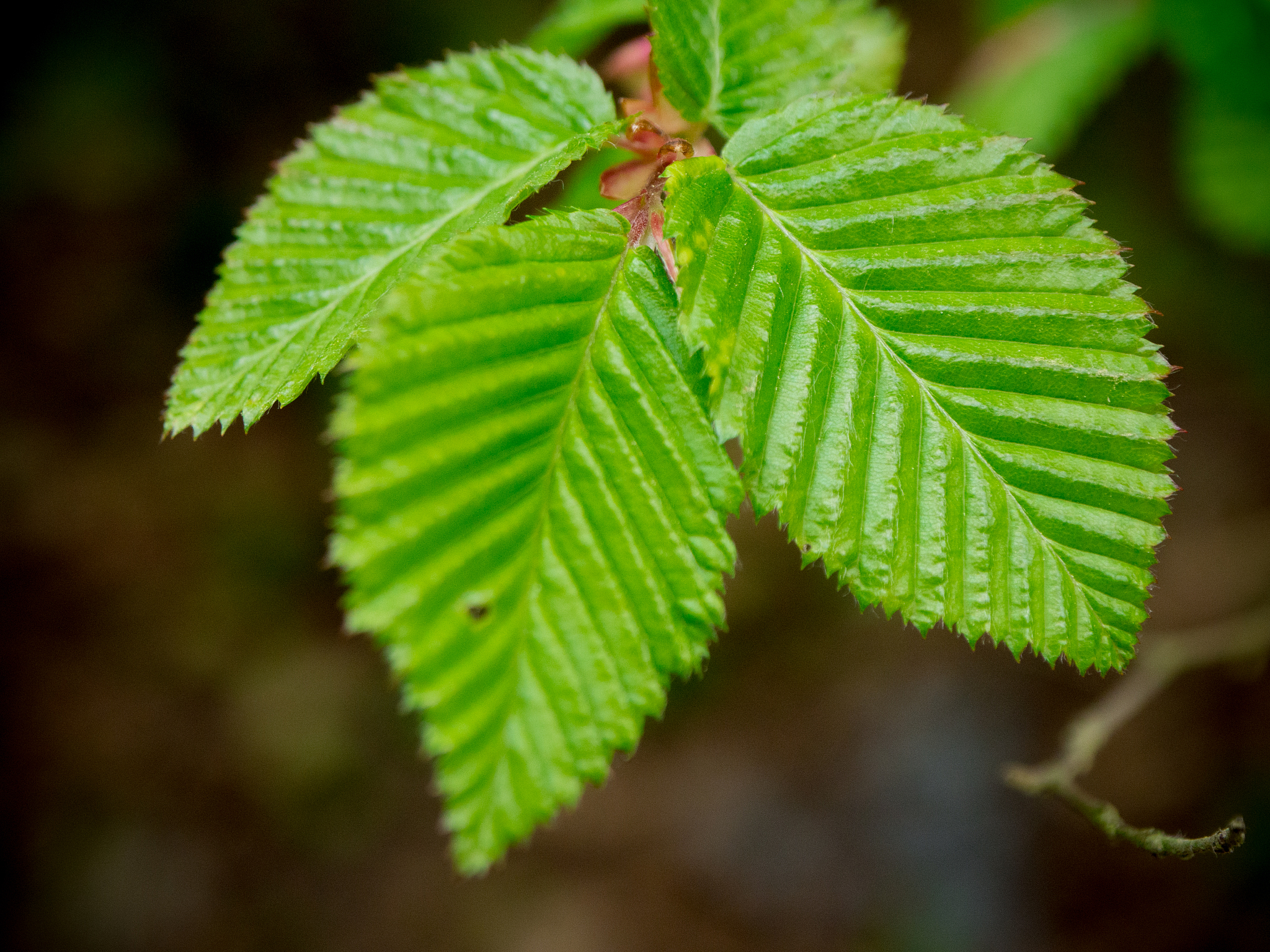 fresh spring forest. green leafs in rain forest in middle europe