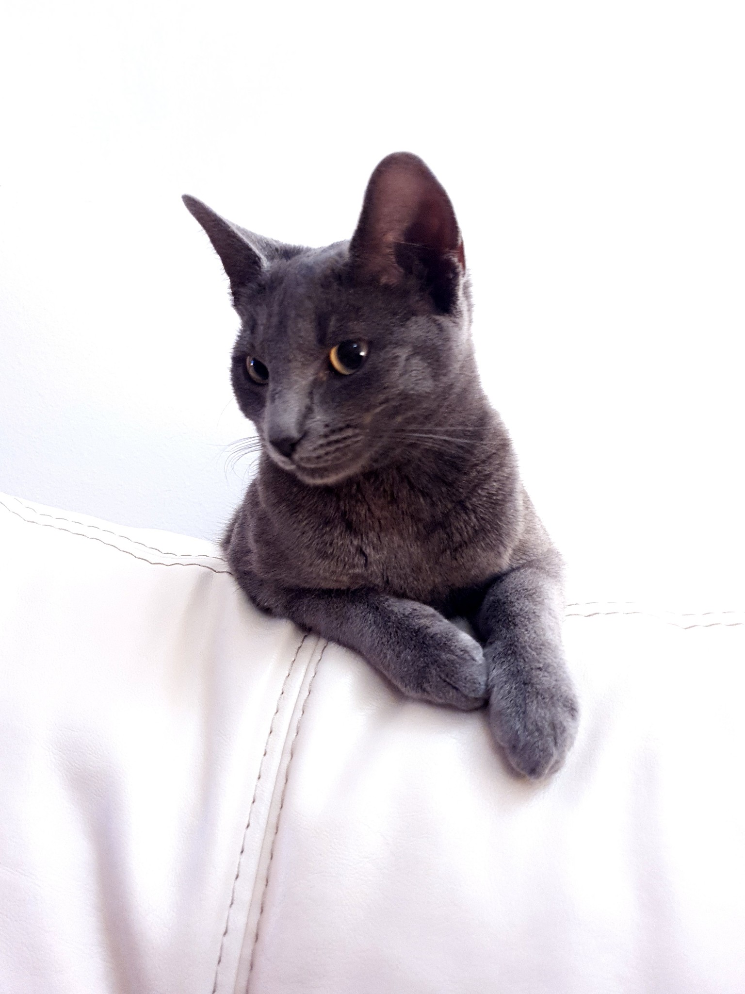 猫咪大战争 更新日志 - 最新版本更新内容
