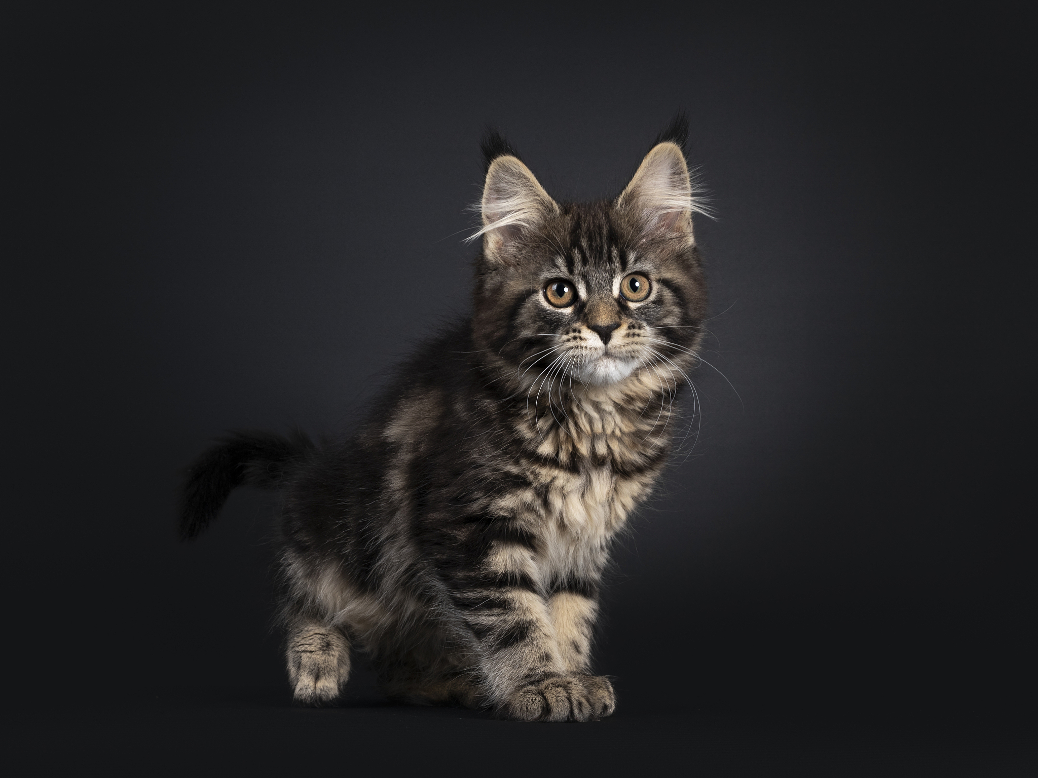 少年同盟中花纹与钱与兄弟眼睛很像的猫是什么毛色的猫