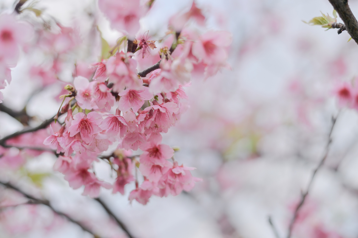 旺桃花运秘诀：提升自信、社交、形象和自身条件