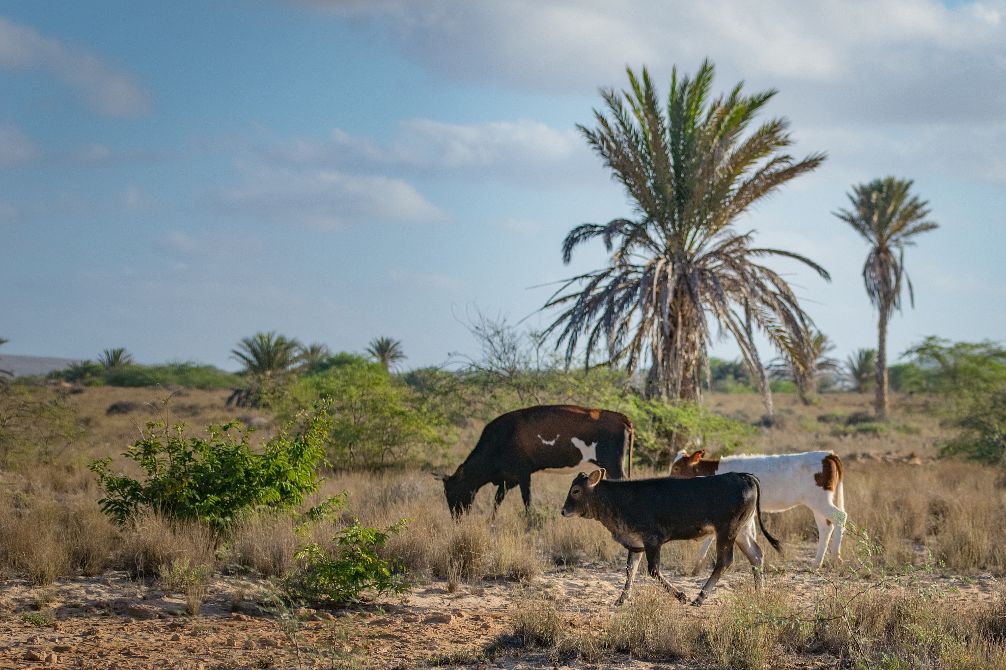 cows and cattle egret walking along a sand path to water