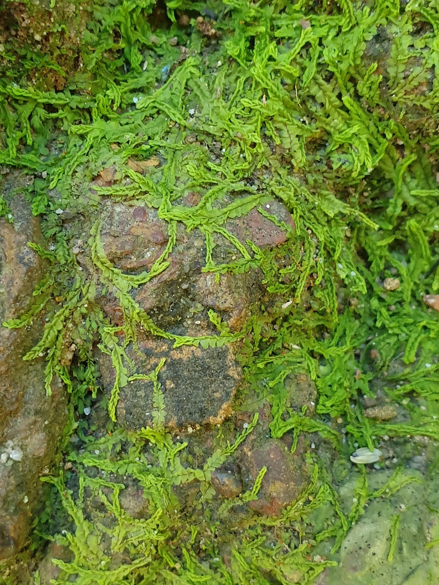 日本藓类图鉴分布数据：1500种苔藓植物分布信息