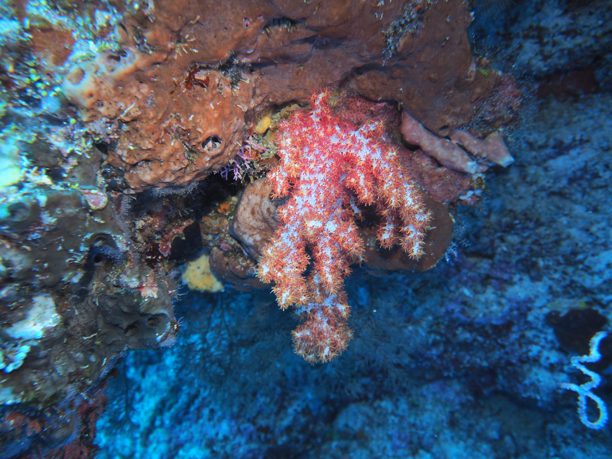 珊瑚礁的呼声:环境变化的警钟 珊瑚礁的呼声:环境变化的警钟
